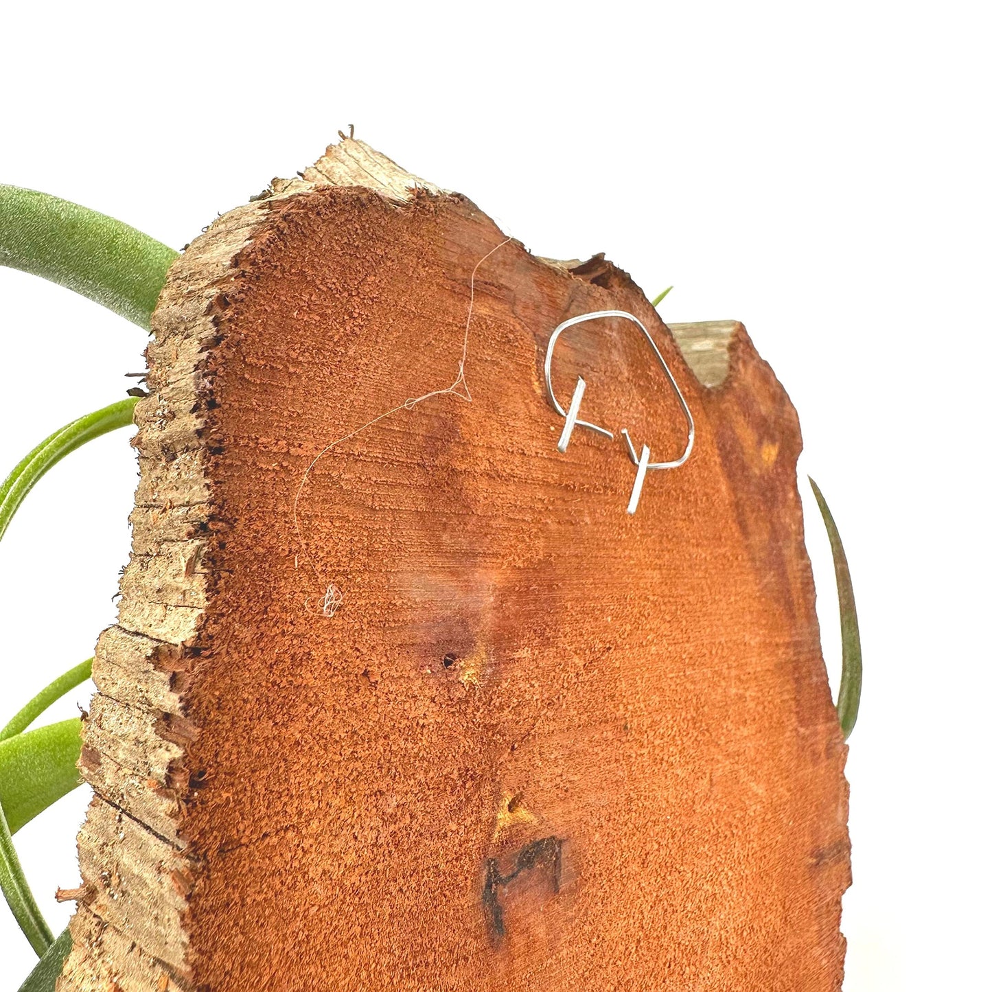 Small Tillandsia Wall Hanger Mounted and Planted on Cedar Wood Board, Wood Base