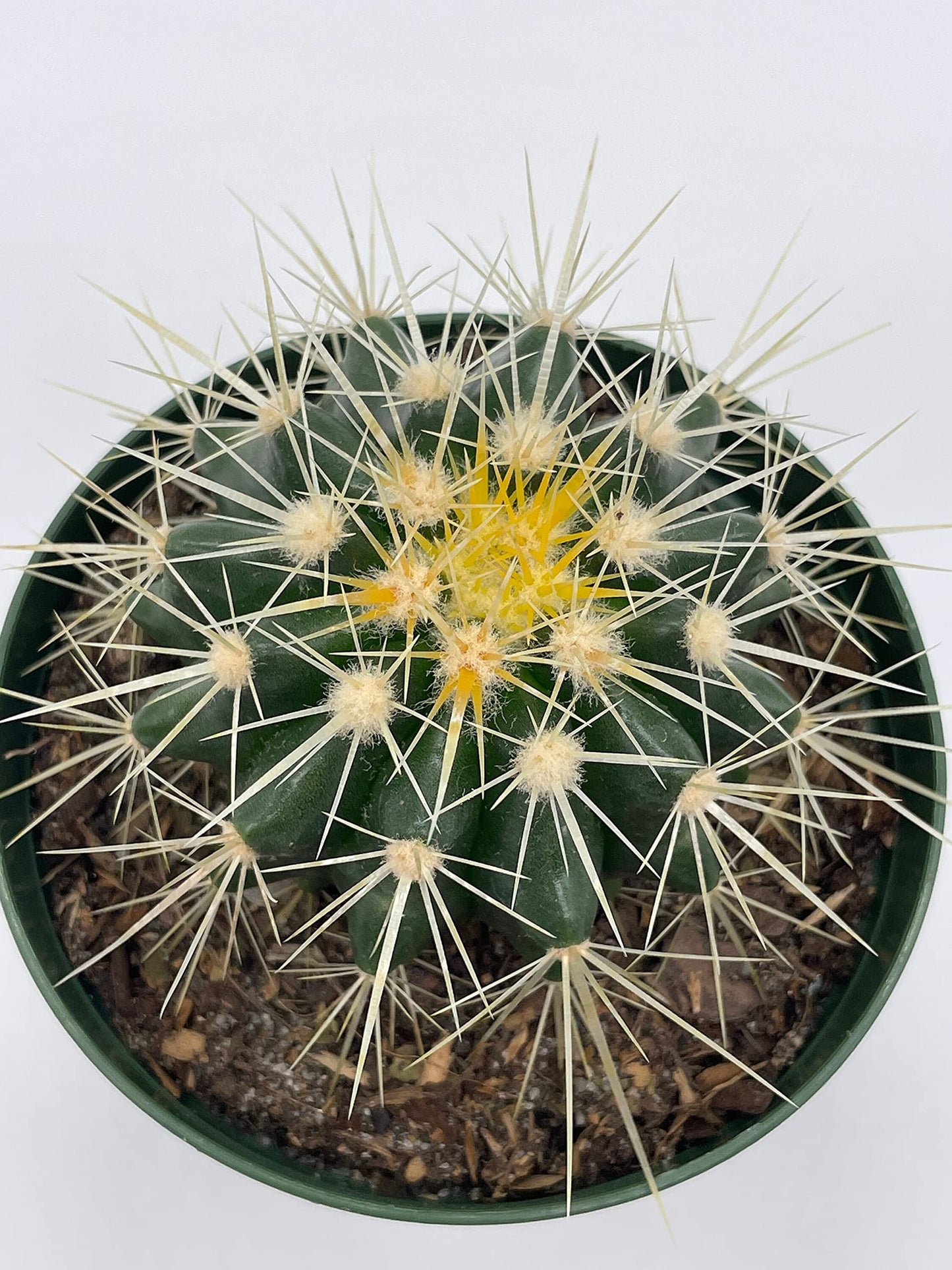 Golden Barrel Cactus, Echinocactus Grusonii, 4 inch