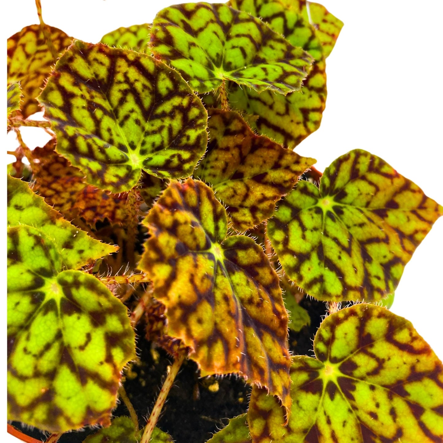 Harmony Foliage Begonia Hot Spot 6 inch Rhizomatous