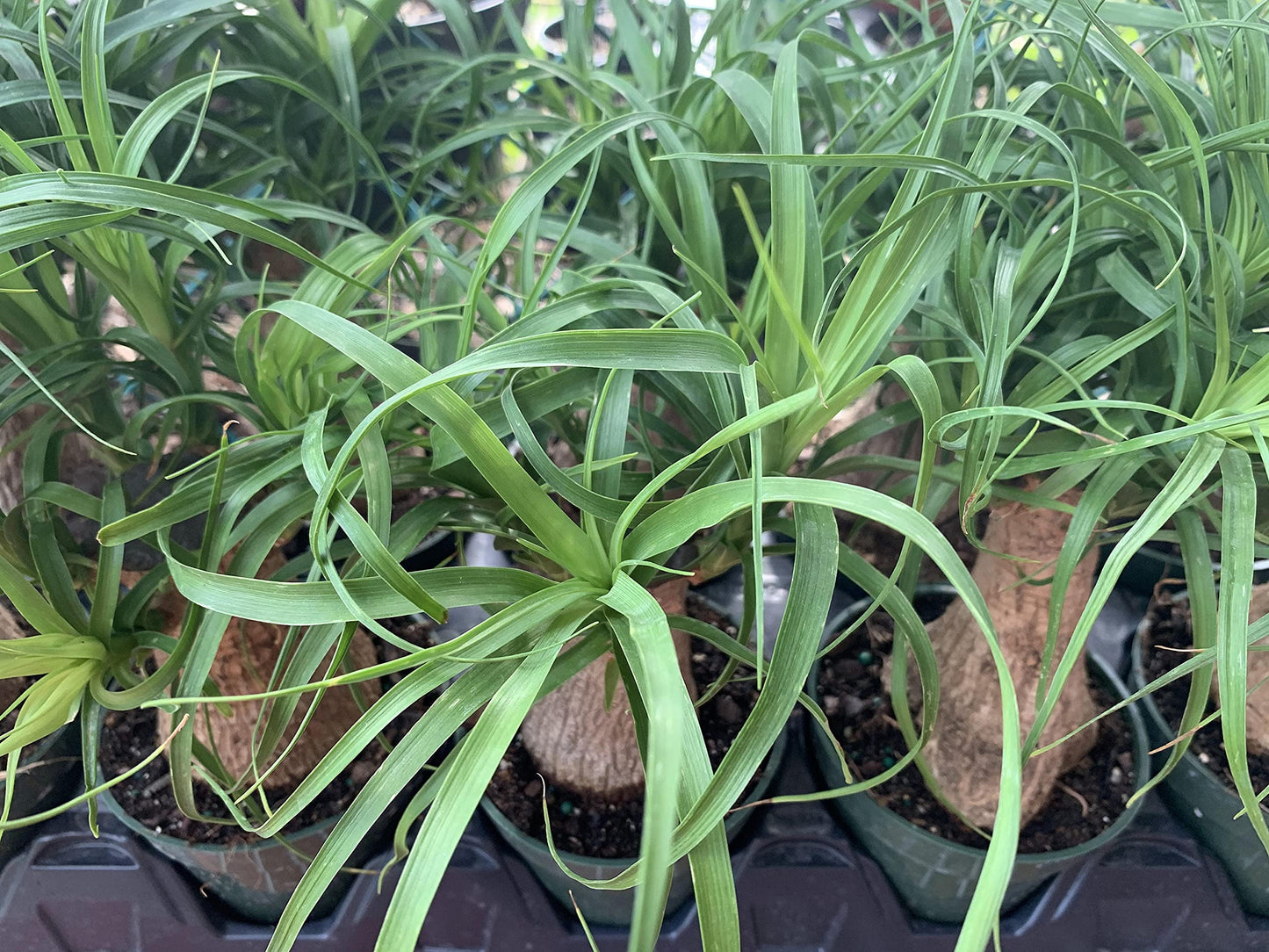 Indoor Stumpy Palm Tree, Large Stump in 4 inch Pot