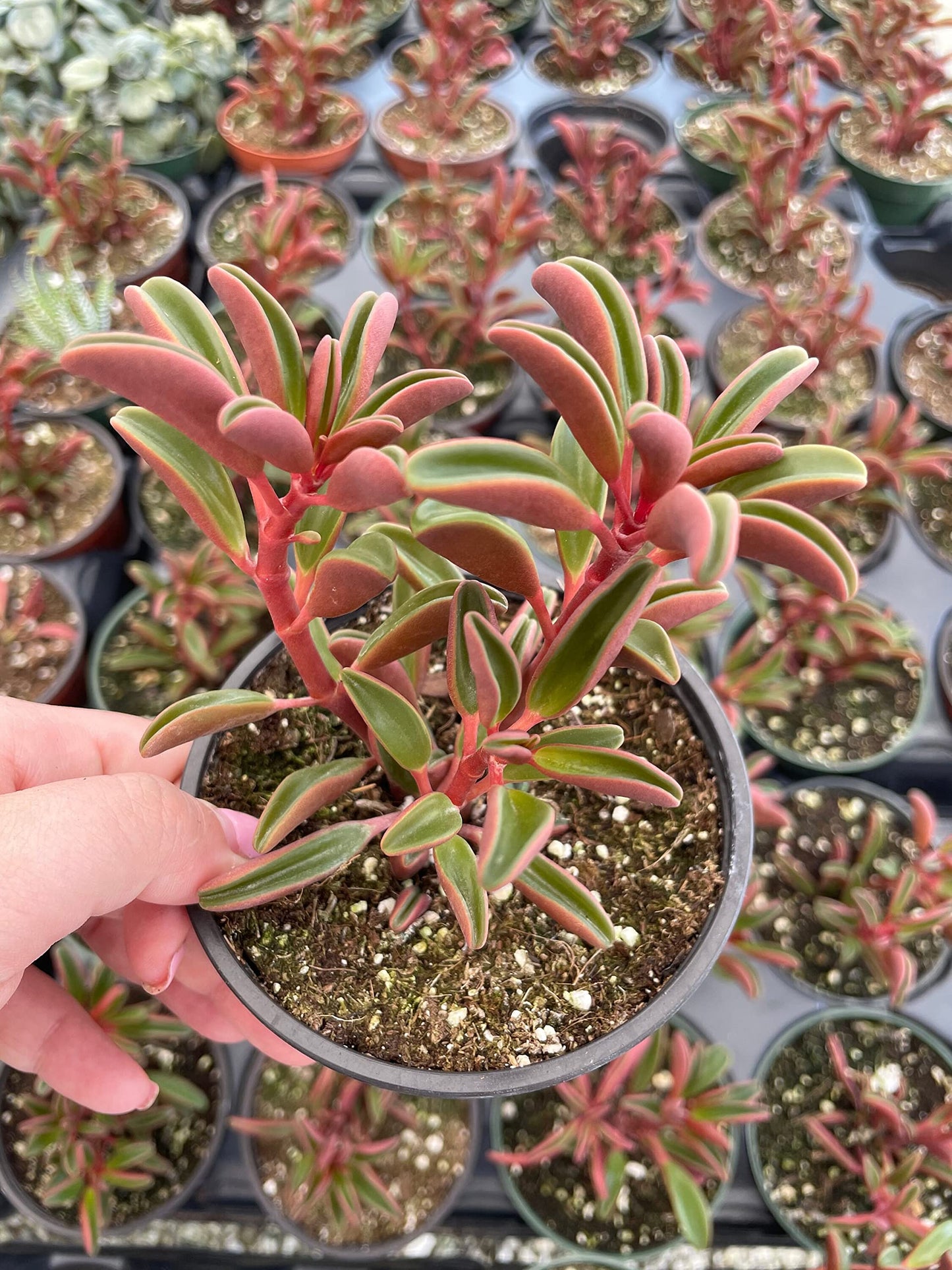 Red Taco Plant, 4 inch Peperomia graveolens Ruby Glow