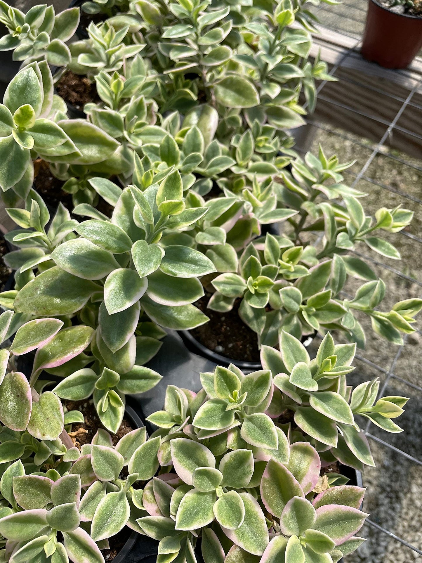 Variegated Baby Sun Rose, Variegated Red Aptenia, Heartleaf Ice Plant, Dew Plant, Trailing red, Mesembryanthemum cordifolium 'Variegata'