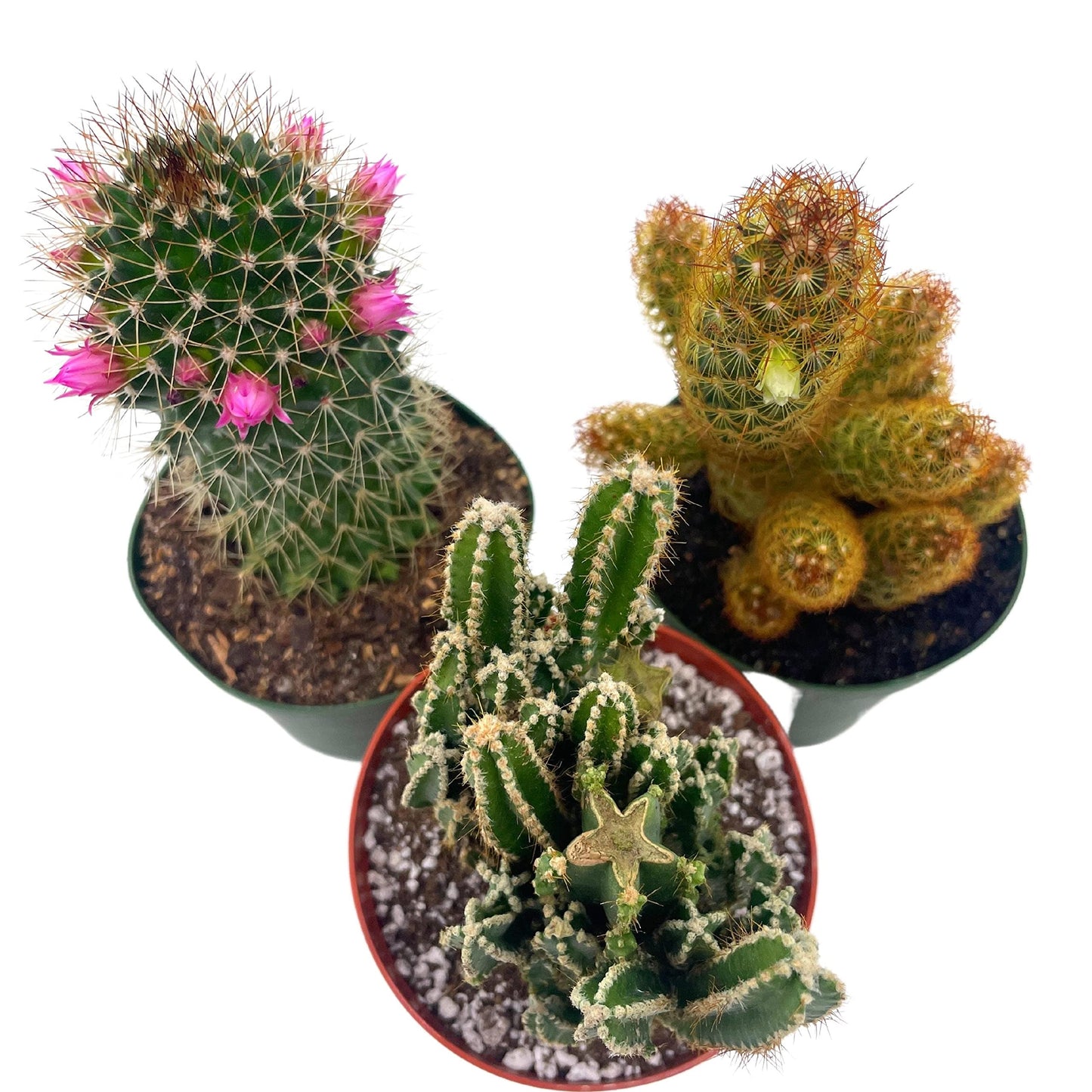 BubbleBlooms Cactus Assortment, 4 inch Set of 3, Best-Sellers Most Popular Cacti Variety