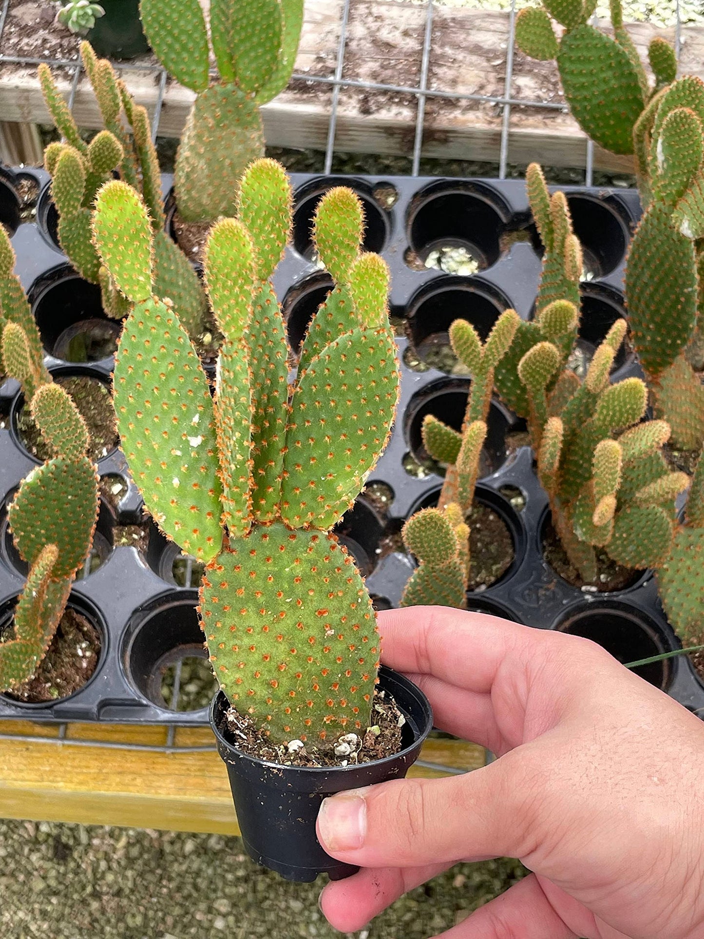 Bunny-Ears Prickly-pear Copper Red, Opuntia microdasys, Large Bunny Ears Prickly Pear with Copper Fuzz and Red Areoles in 2 inch Pot,