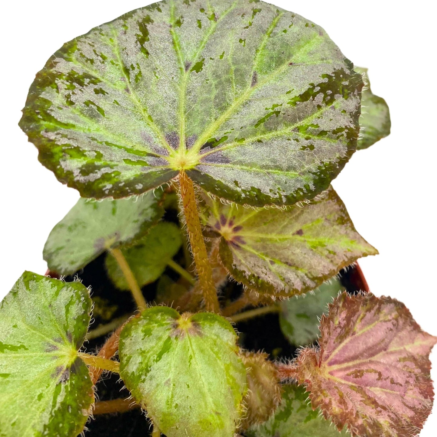 Harmony Foliage Begonia Nola 4 inch