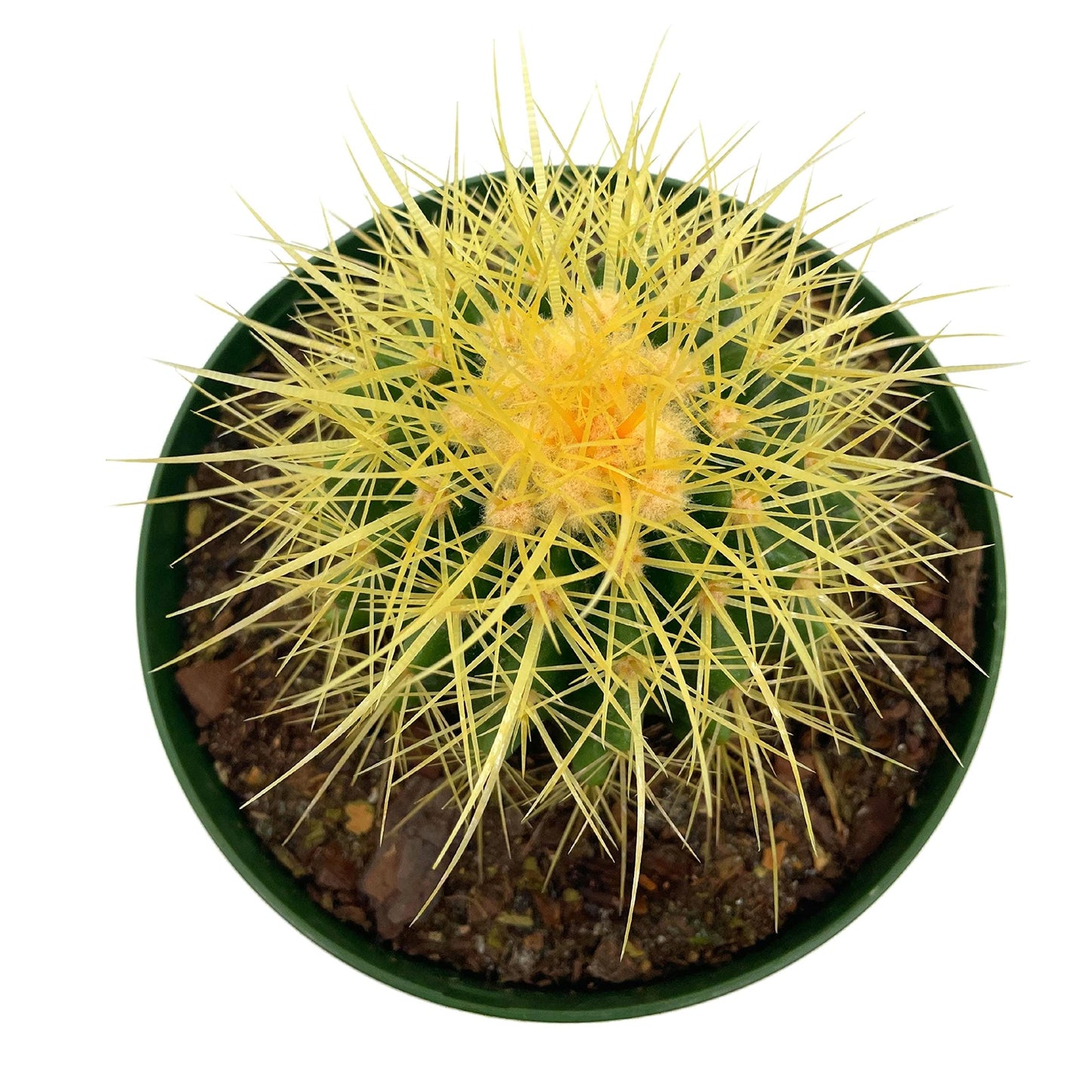 BubbleBlooms Golden Barrel Cactus in a 6 inch Pot Echinocactus Grusonii, Gold Ball Cacti