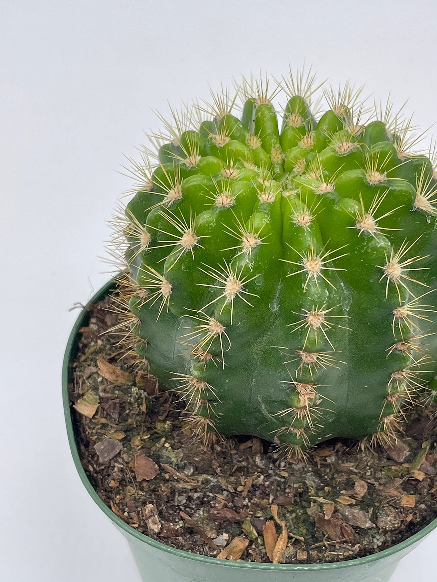 Lemon Barrel Cactus, 4 inch, Echinopsis Calochlora