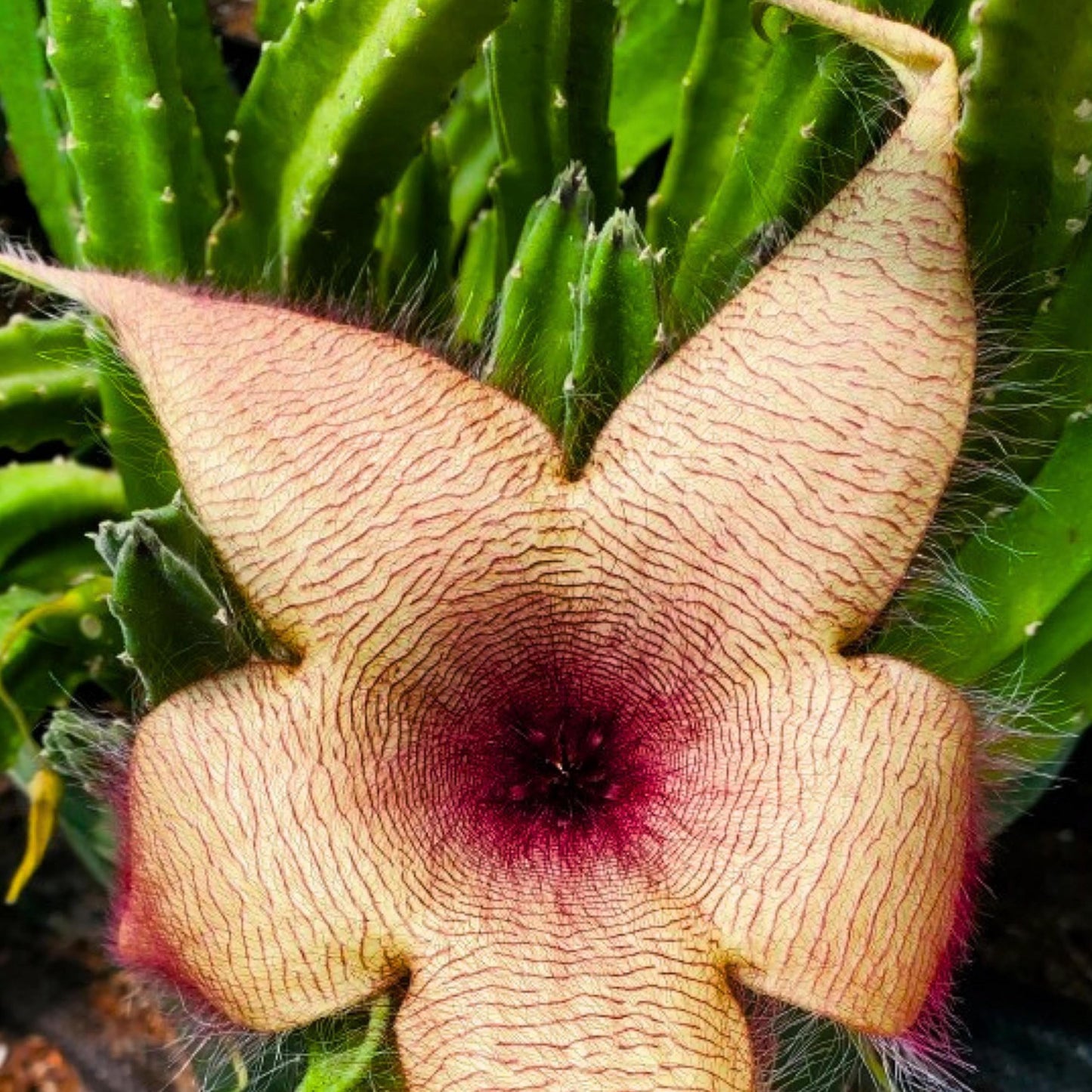 Stapelia gigantea, Giant Starfish Flower, Rare Huernia, Zulu Carrion Giant Plant, 4 inch Pot