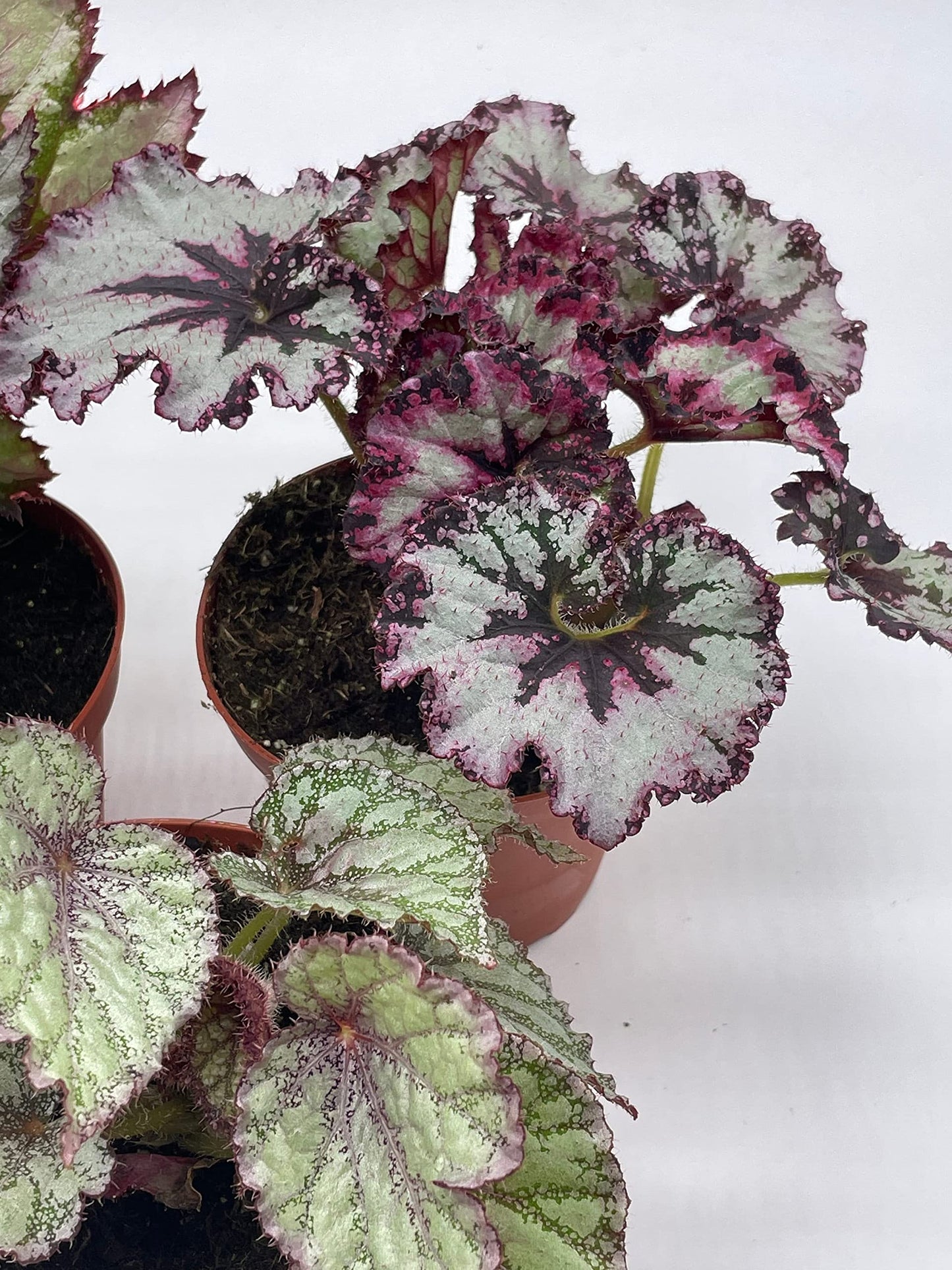 BubbleBlooms Harmony's Begonia Rex Assortment, Cold Pastel Winter, 4 inch, Set of 3, Painted-Leaf Begonia, Unique Homegrown Exclusive, Variegated