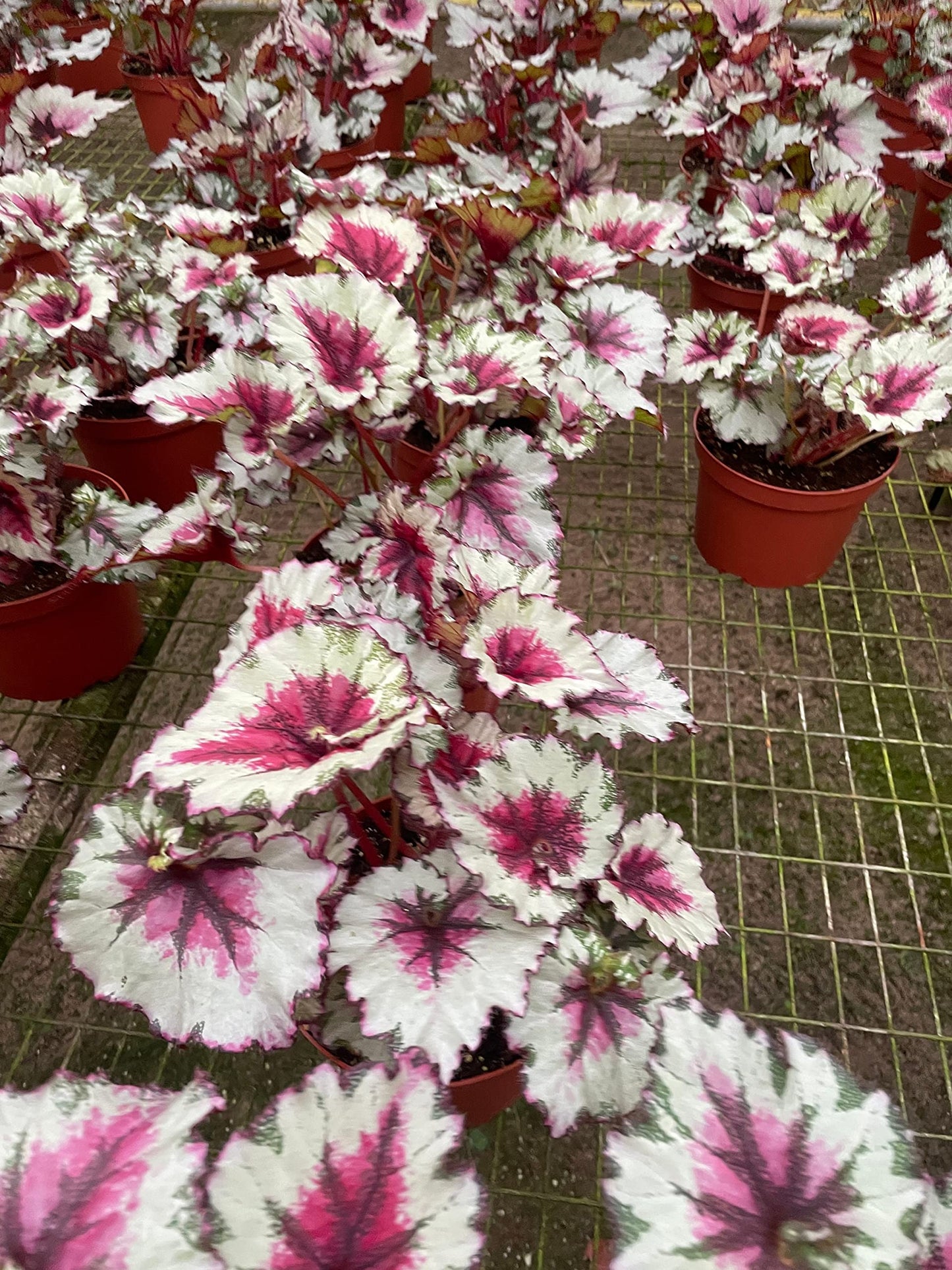 Harmony's Peppermint Twist, in a 6 inch Pot, Begonia rex