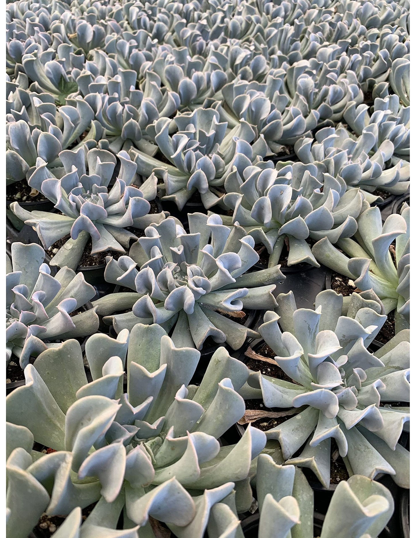 Topsy Turvy Succulent, Echeveria runyonii Mexican 'Hens and Chicks', Silver Spoons Echeveria, Upside-Down Echeveria Live Rare