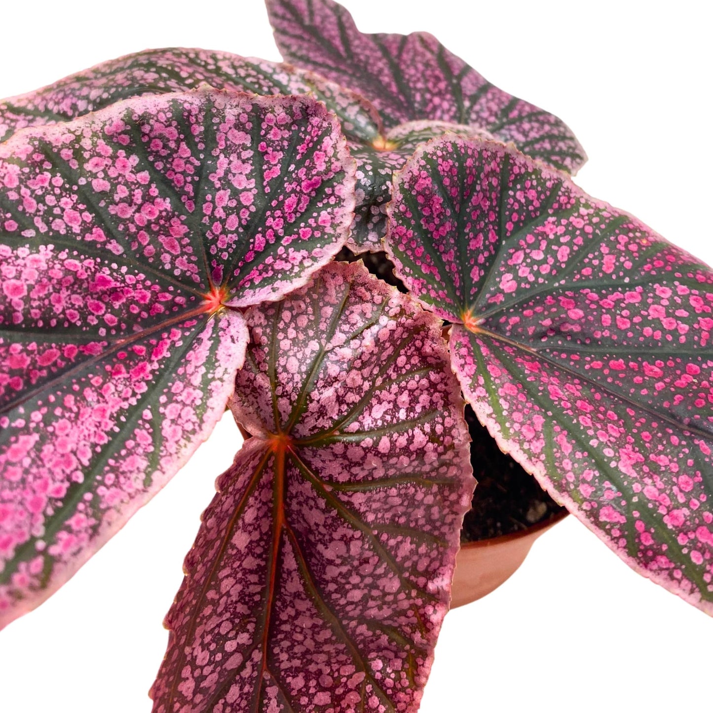 Harmony Foliage Maurice Amey Angel Wing Begonia 4 inch