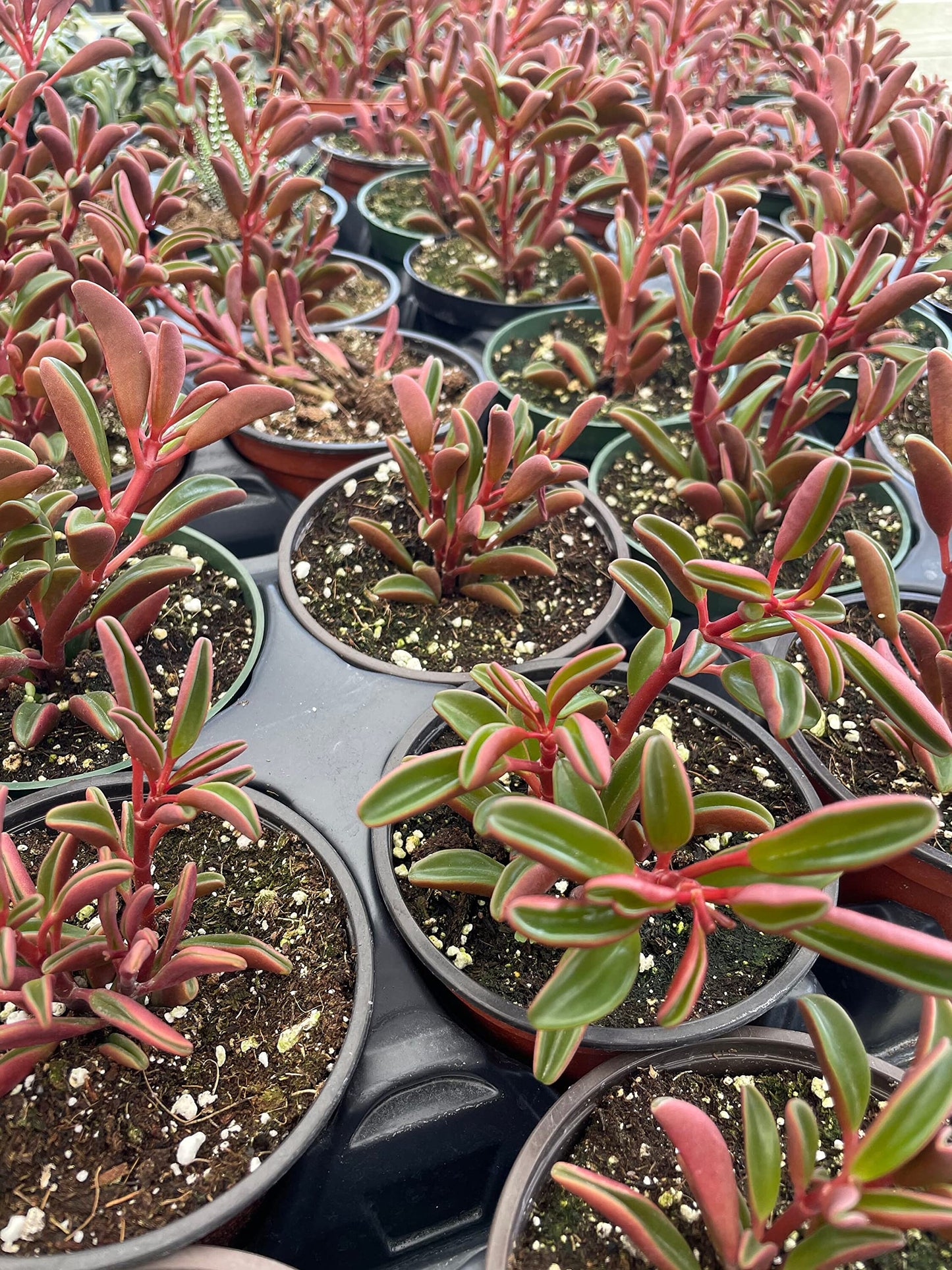 Red Taco Plant, 4 inch Peperomia graveolens Ruby Glow