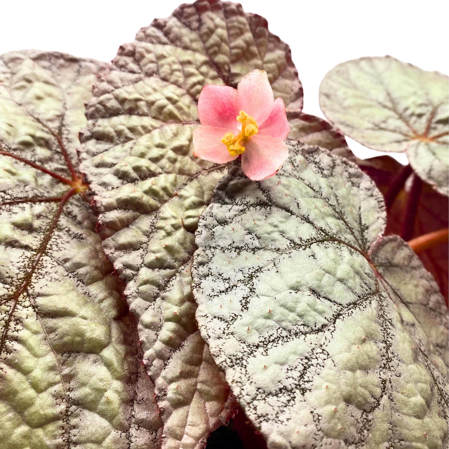 Harmony Foliage Begonia Rex Silver 6 inch