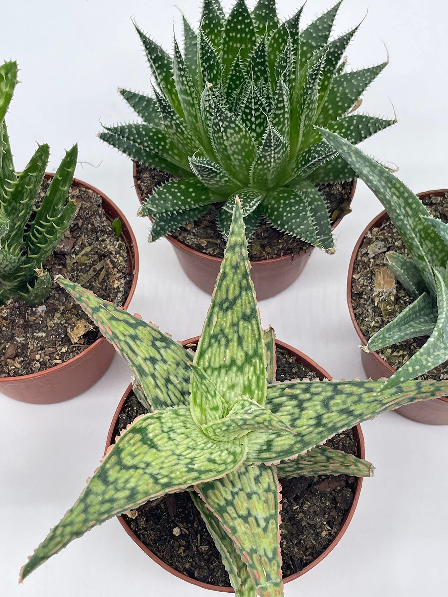 BubbleBlooms Aloe Variety Assortment, 3 inch pots, 4 Different Aloe Succulents