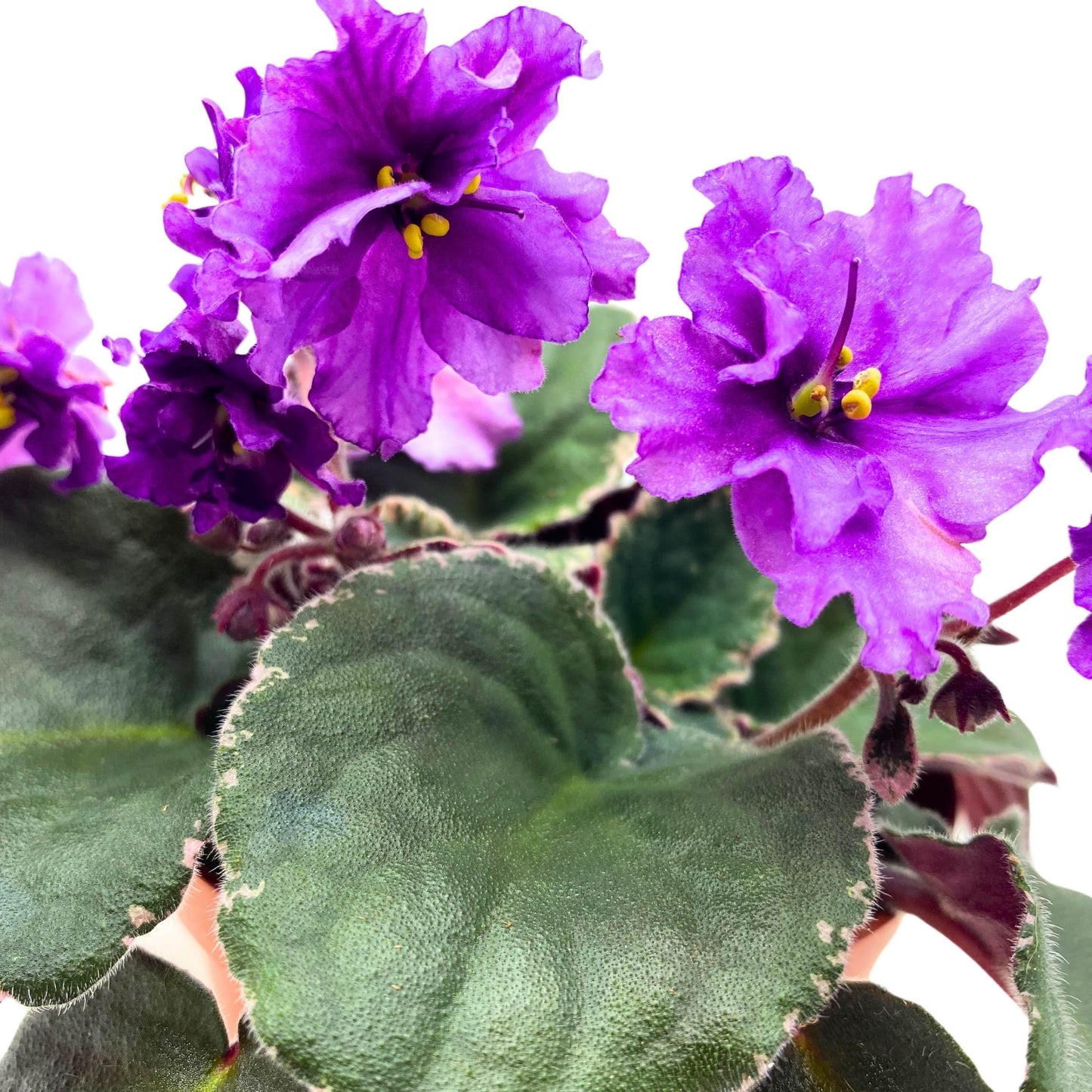 Harmony Foliage Buckeye Country Gal African Violet Saintpaulia 4 inch