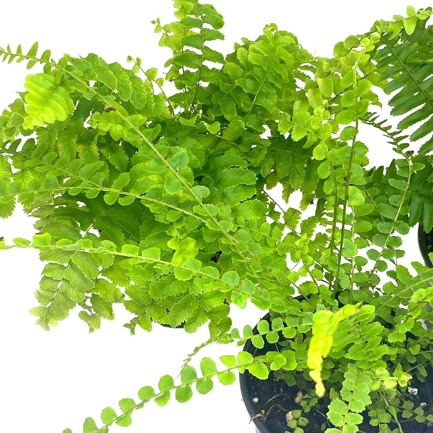 Boston Fern Assortment, 3 Different 4 inch Boston Ferns, Nephrolepis exaltata Variety Mix