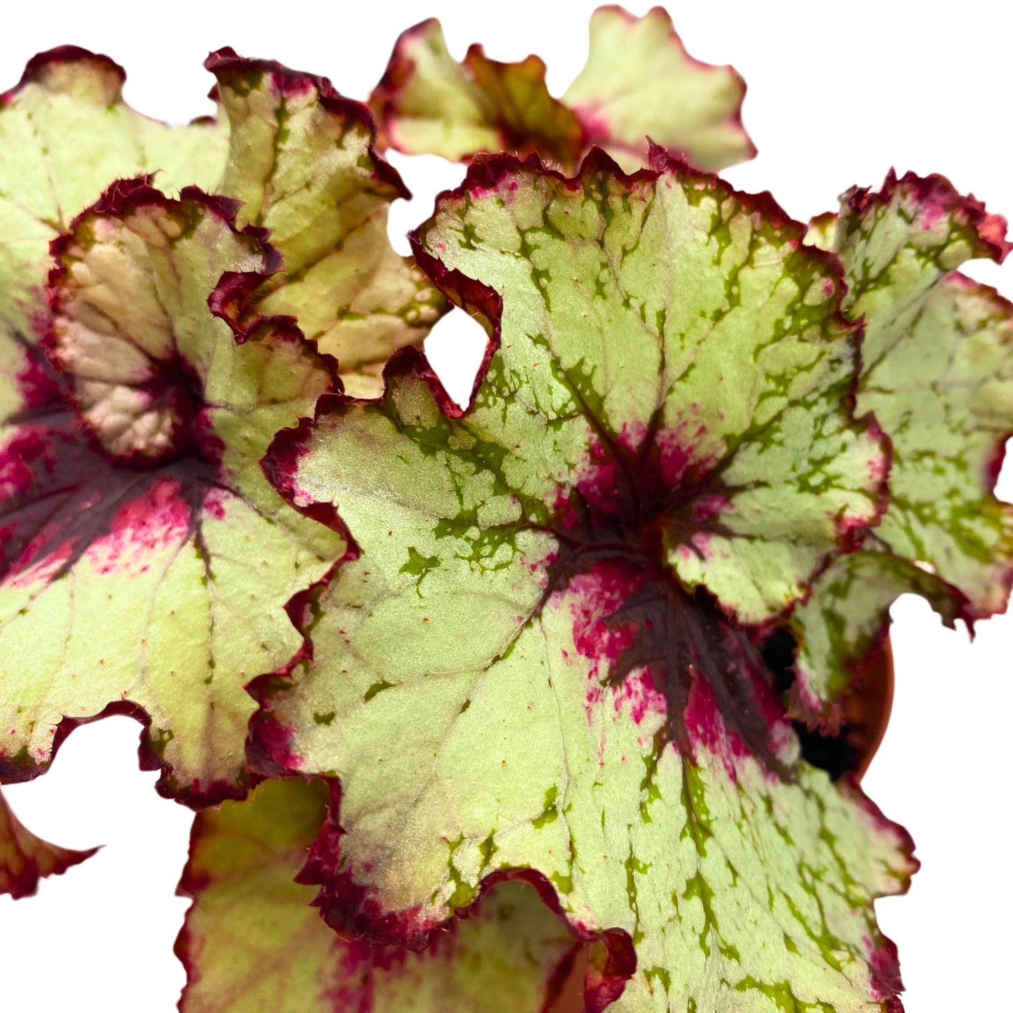 Harmony Foliage Begonia Rex Harmony's Blood Moon 4 inch