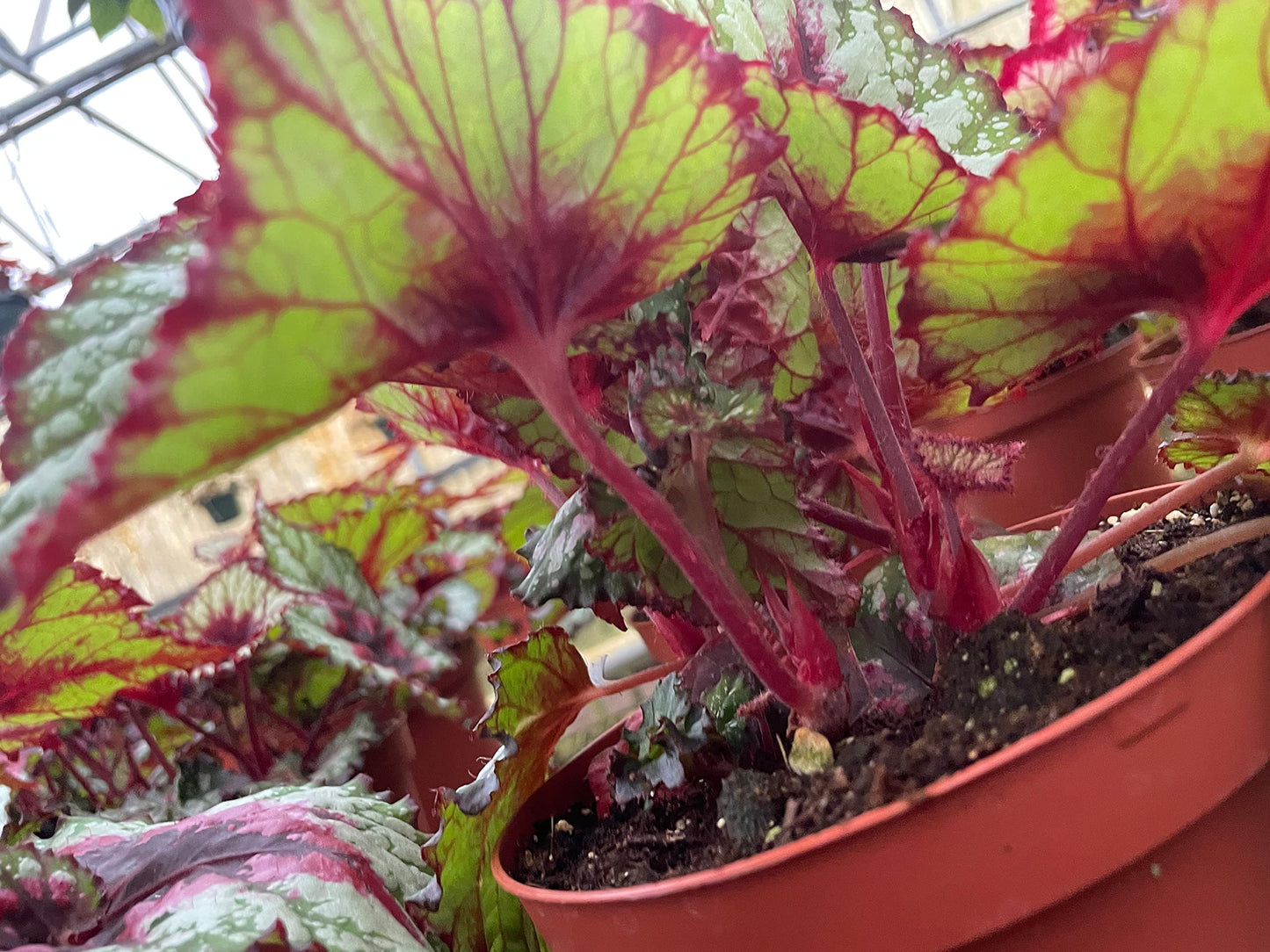 Harmony's First Kiss, in a 6 inch Pot,  Begonia rex