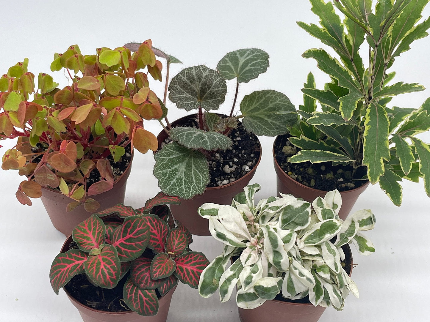 indoor plants for tiny pots BubbleBlooms Premium Foliage Assortment, 6 Different Indoor Plants in – Florida House Plants