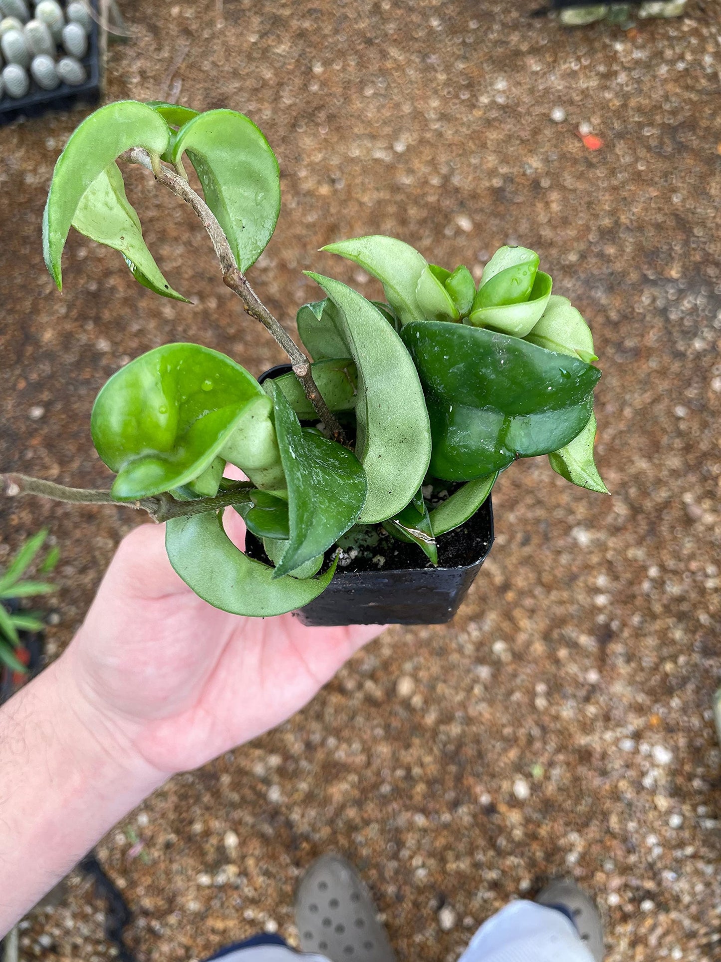 Hoya carnosa compacta Hindu Rope Plant, 2" Potted Starter, Krinkle Kurl, Porcelain Flower, Wax Plant