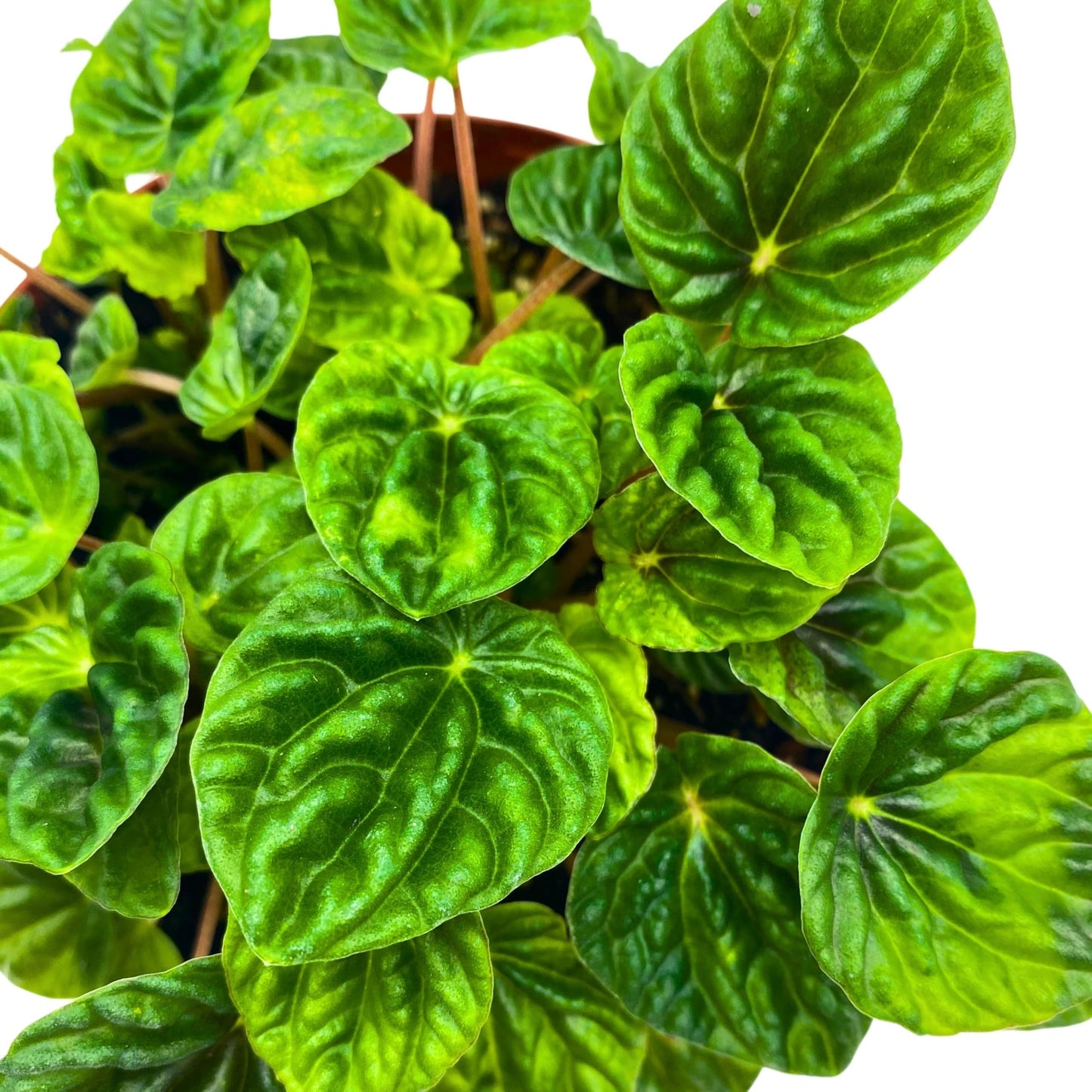 Harmony Foliage Peperomia Dark Green Emerald Ripple 6 inch