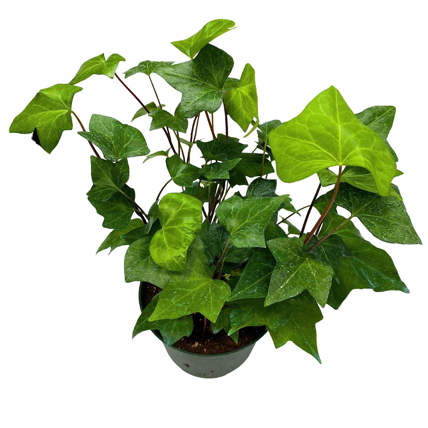 BubbleBlooms Algerian Ivy, Canary Island Ivy, Canary Ivy, Coney Island Ivy, Madeira Ivy in 6 inch Pot