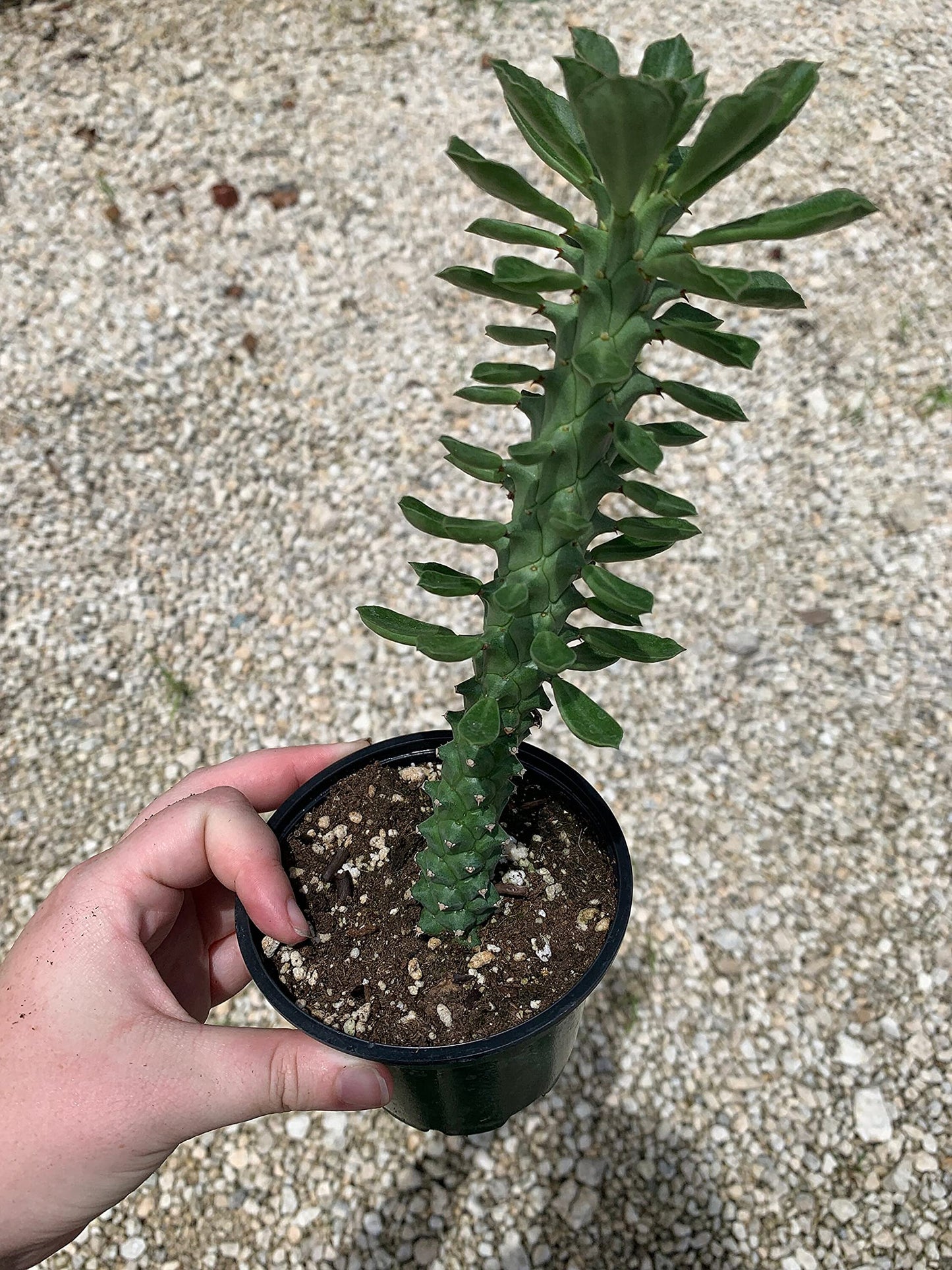 Euphorbia Ritchiei, Monadenium ritchiei, P.R.O. Bally Bruyns, Short Thick Cactus Stems