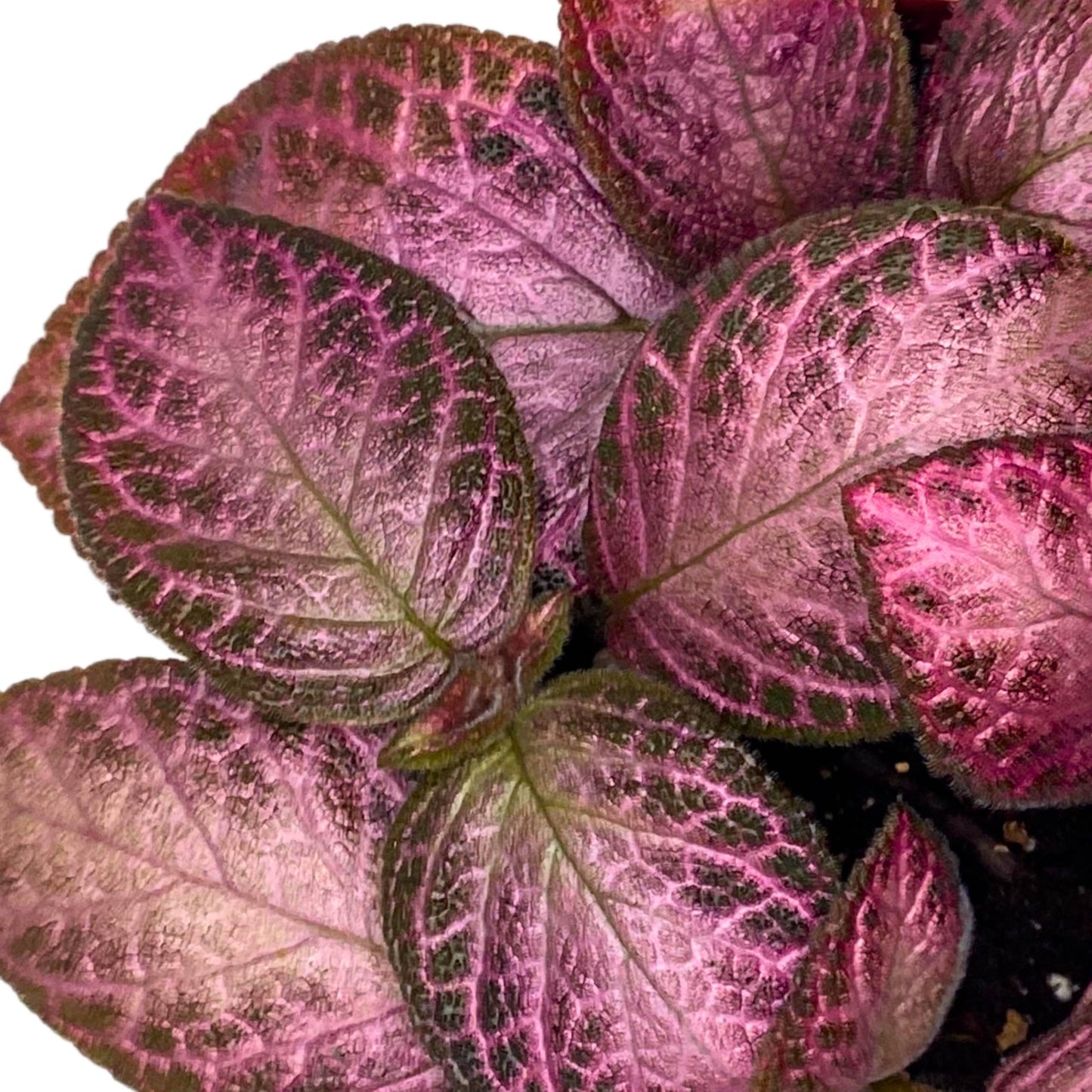 Harmony Foliage Episcia Alice's Aussie Pink Flame Violet 4 inch