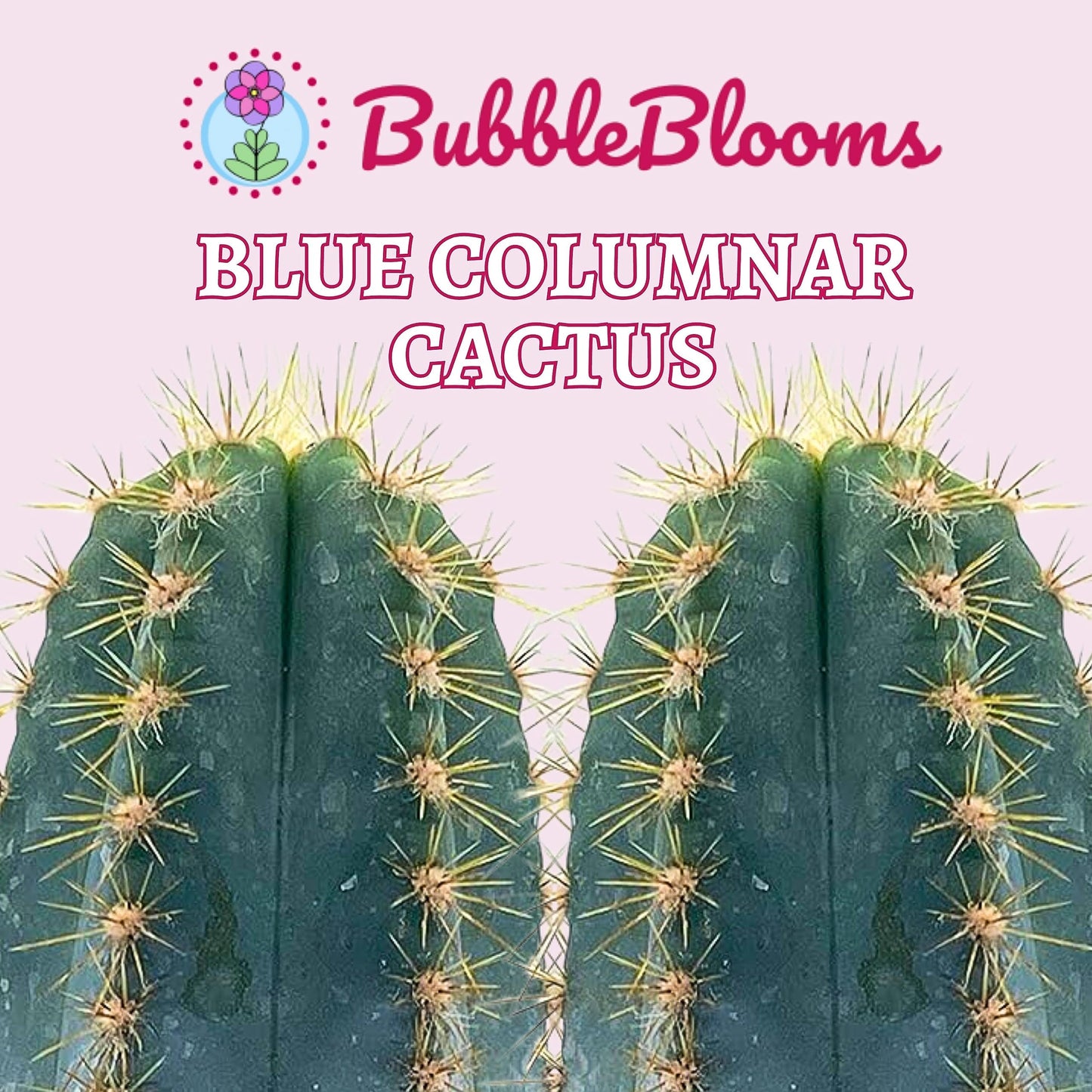 Blue Columnar Cactus, Pilosocereus pachycladus Cacti, Column Cactus, Blue Torch Cactus, Woolly Torch Cactus, in 4 inch Pot