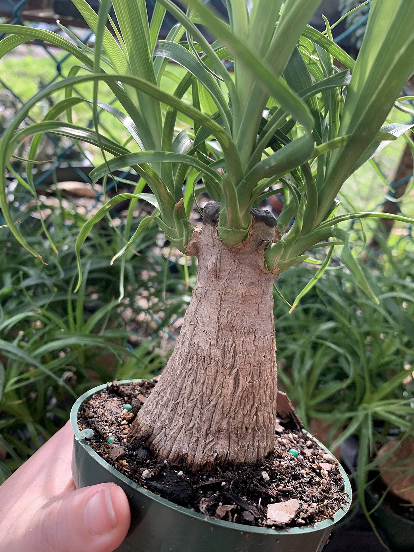 Indoor Stumpy Palm Tree, Large Stump in 4 inch Pot