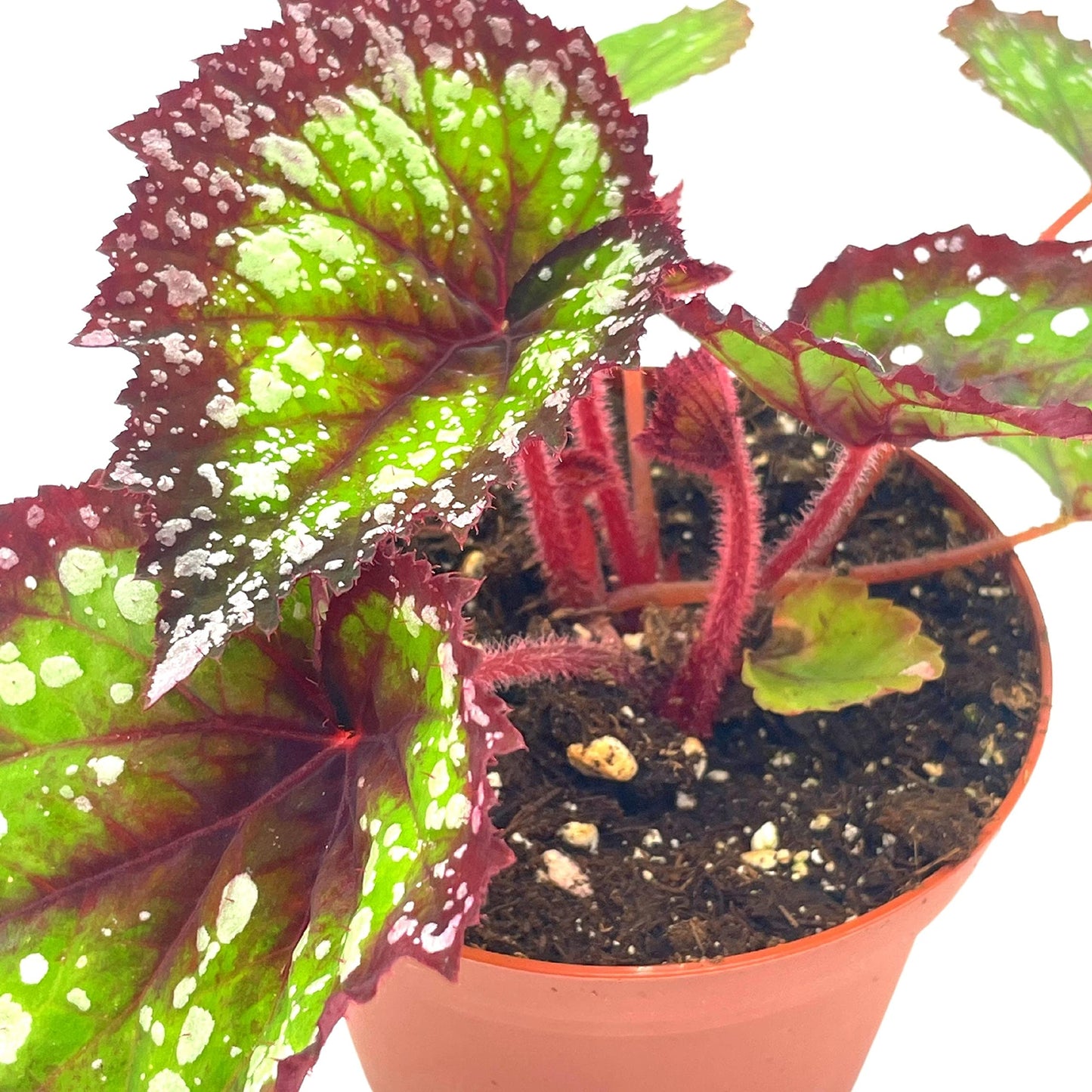 Begonia Rex, Fireworks, 4 inch Pot, Unique Homegrown Exclusive