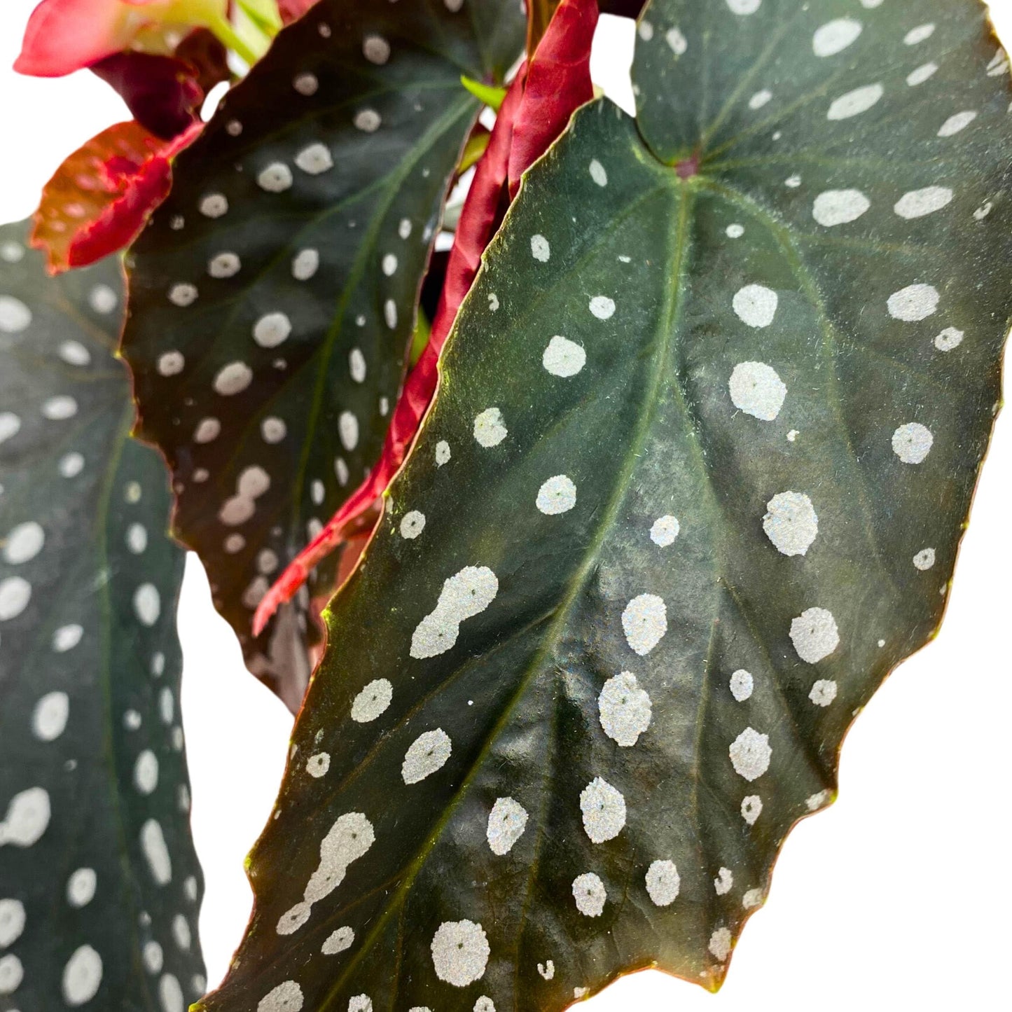 Harmony Foliage Harmony's Silver Point Angel Wing Cane Begonia 4 inch