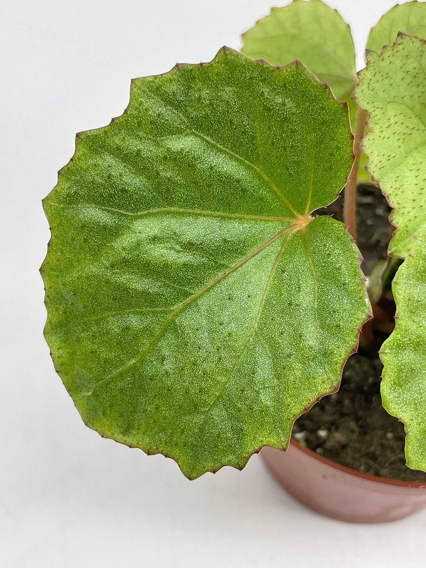 BubbleBlooms Harmony's Miri, Begonia Rex, 4 inch, Red Hairs, Painted-Leaf Begonia, Unique Homegrown Exclusive