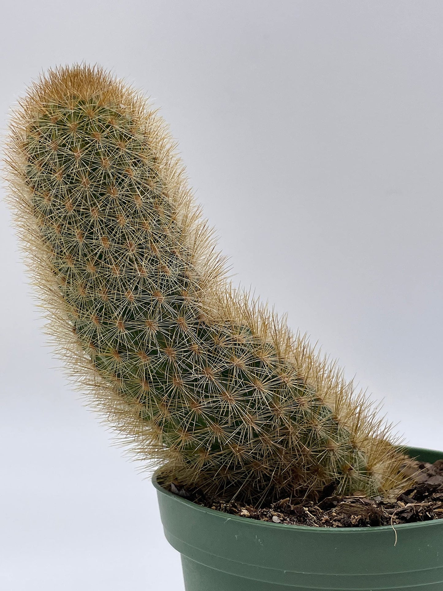 Echinopsis Tarijensis, Texas Rainbow Cactus, echinocereus dasyacanthus, Wooly, Rare Cactus, 4 inch Pot, Well Rooted