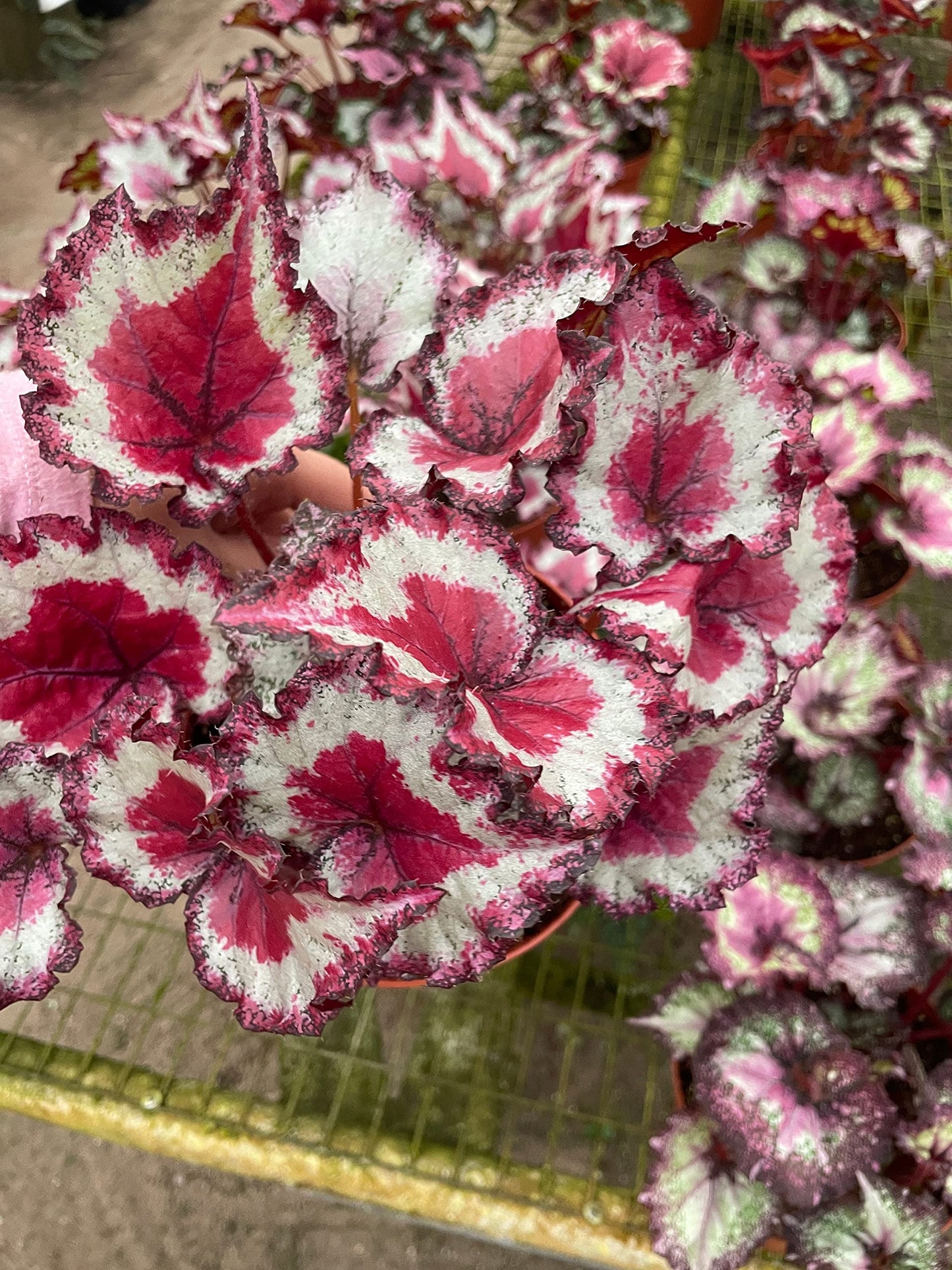 Harmony's Raspberry Beret, in a 6 inch Pot,  Begonia rex