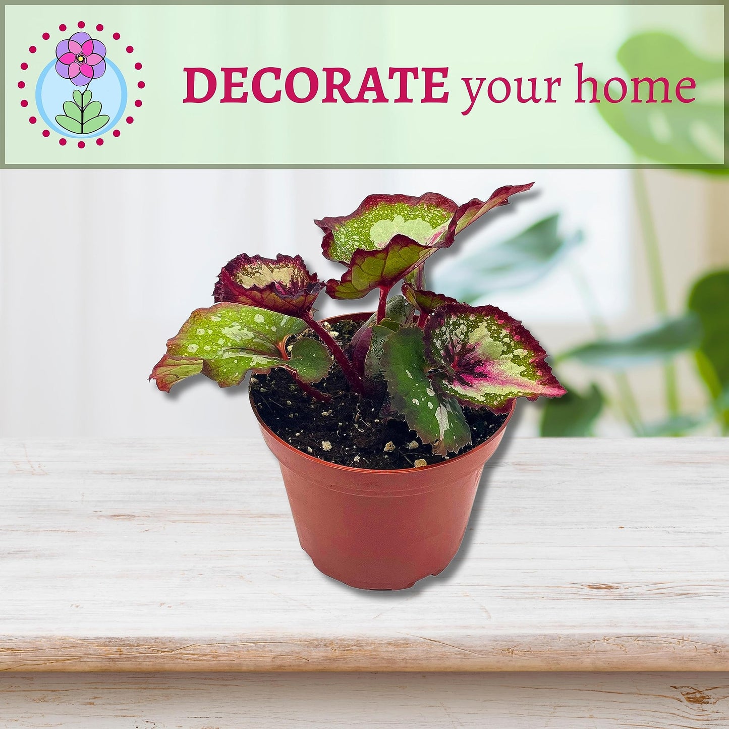 Harmony's First Kiss Series, Begonia Rex 4 inch Pot, Pink Center and Band, Green White Splash grower's Choice