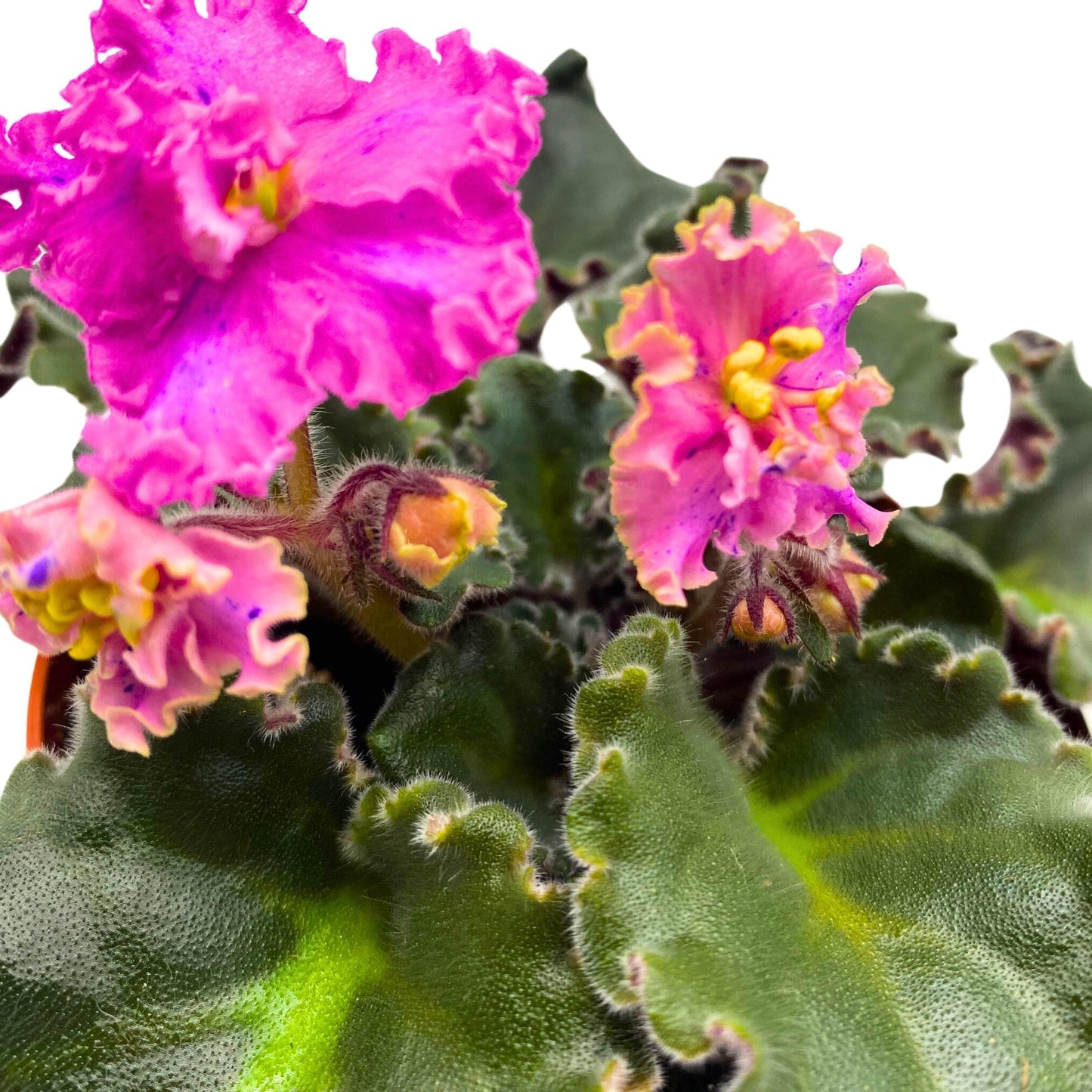 Harmony Foliage Harmony's Mustang Sally African Violet Saintpaulia 4 inch