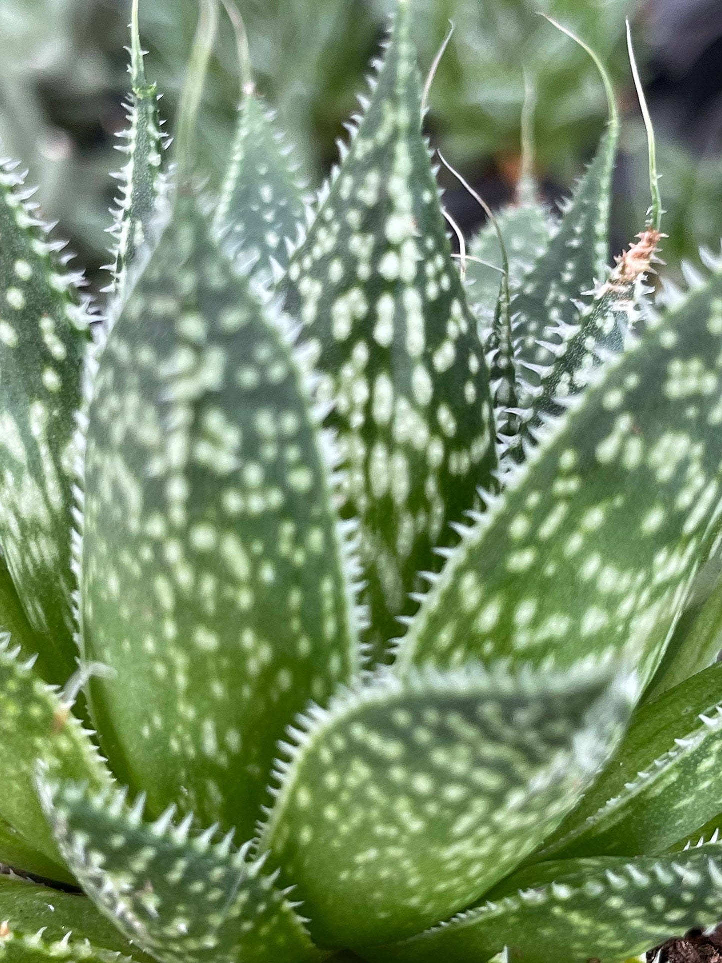 Variegated Aloe, Tiger Aloe, Aloe Variegata, White Spotted, Polka dot lace Aloe Stunning one of a Kind Limited Supply, in 2 inch Pot