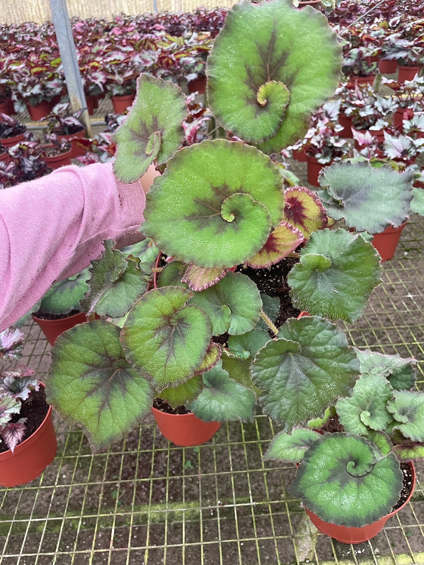 Harmony's Green Spiral Begonia, in a 6 inch Pot, Begonia rex