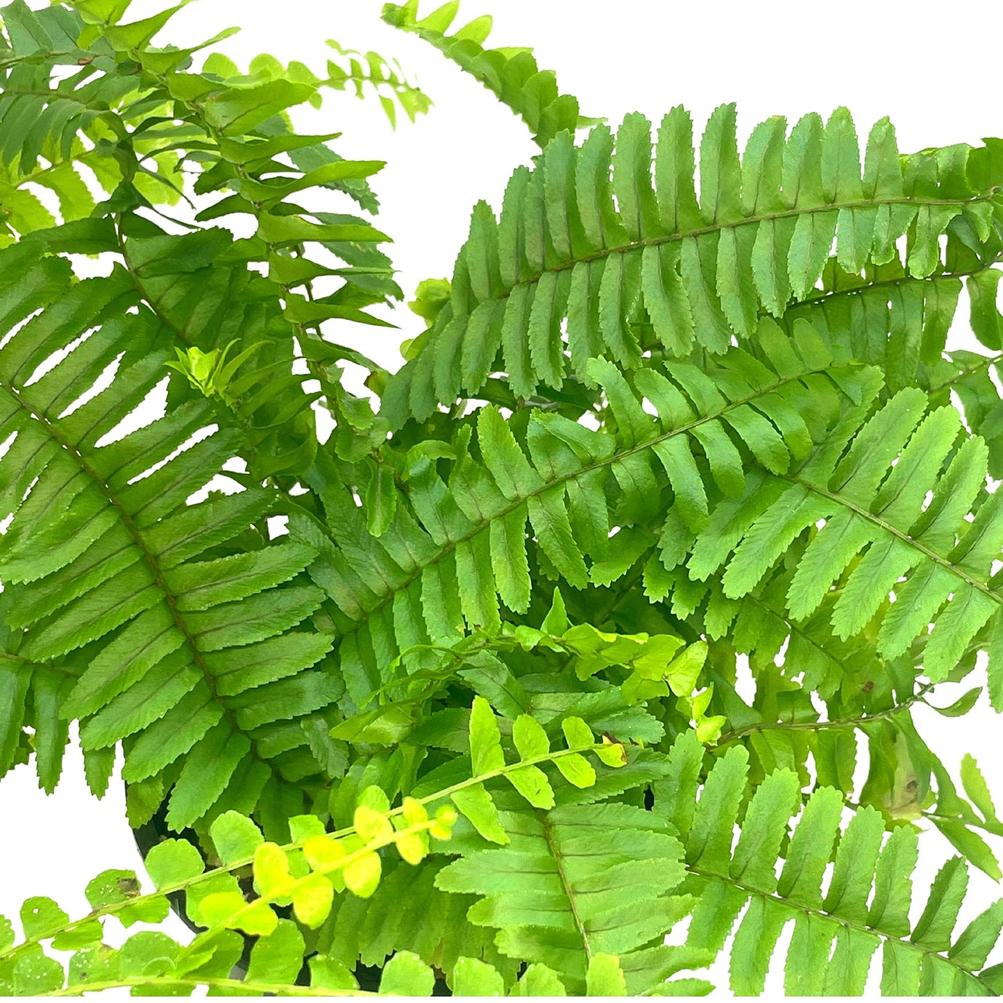 Boston Fern Assortment, 3 Different 4 inch Boston Ferns, Nephrolepis exaltata Variety Mix