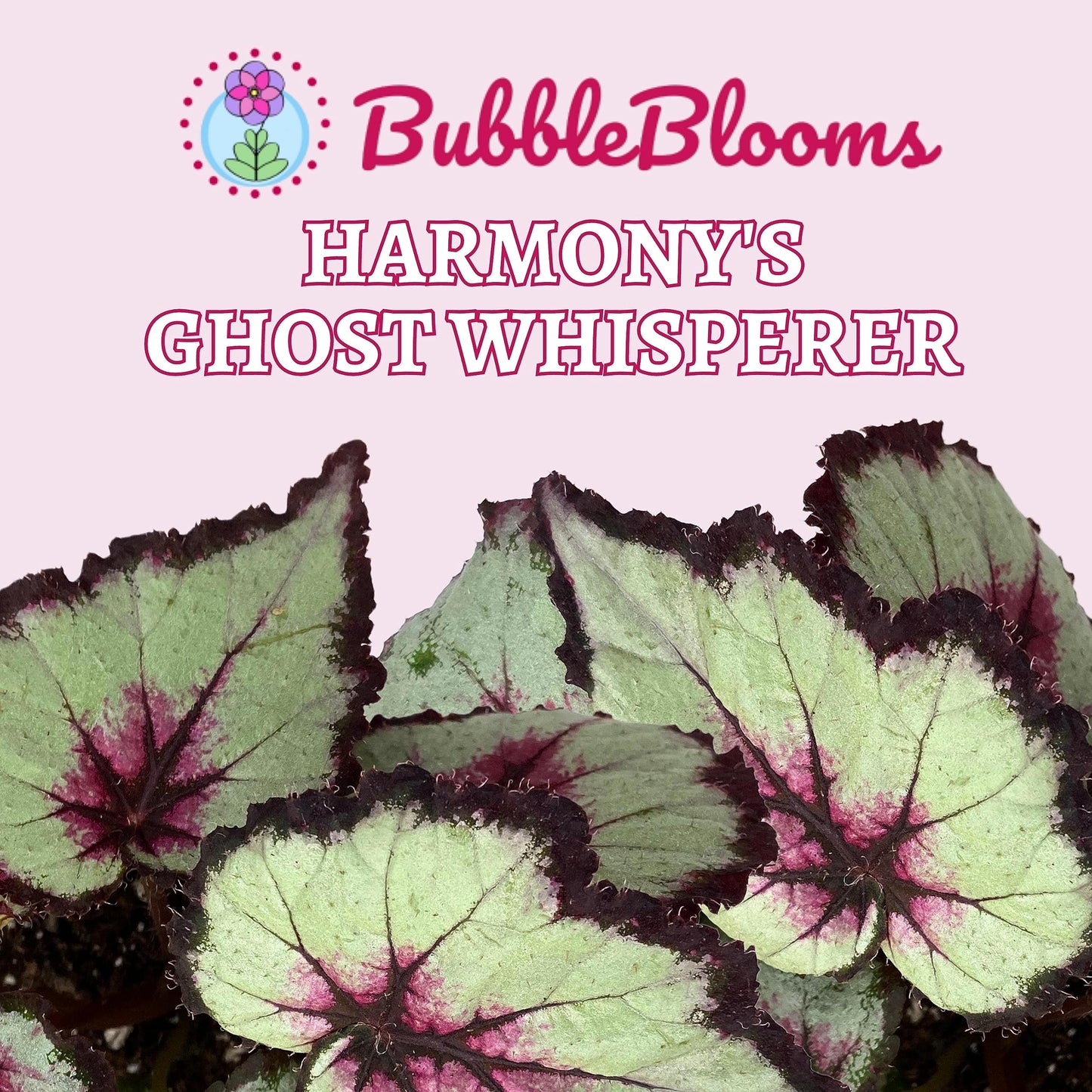 BubbleBlooms Harmony's Ghost Whisperer, Begonia Rex, 4 inch Painted-Leaf Winter Begonia, Unique Homegrown Exclusive, Variegated