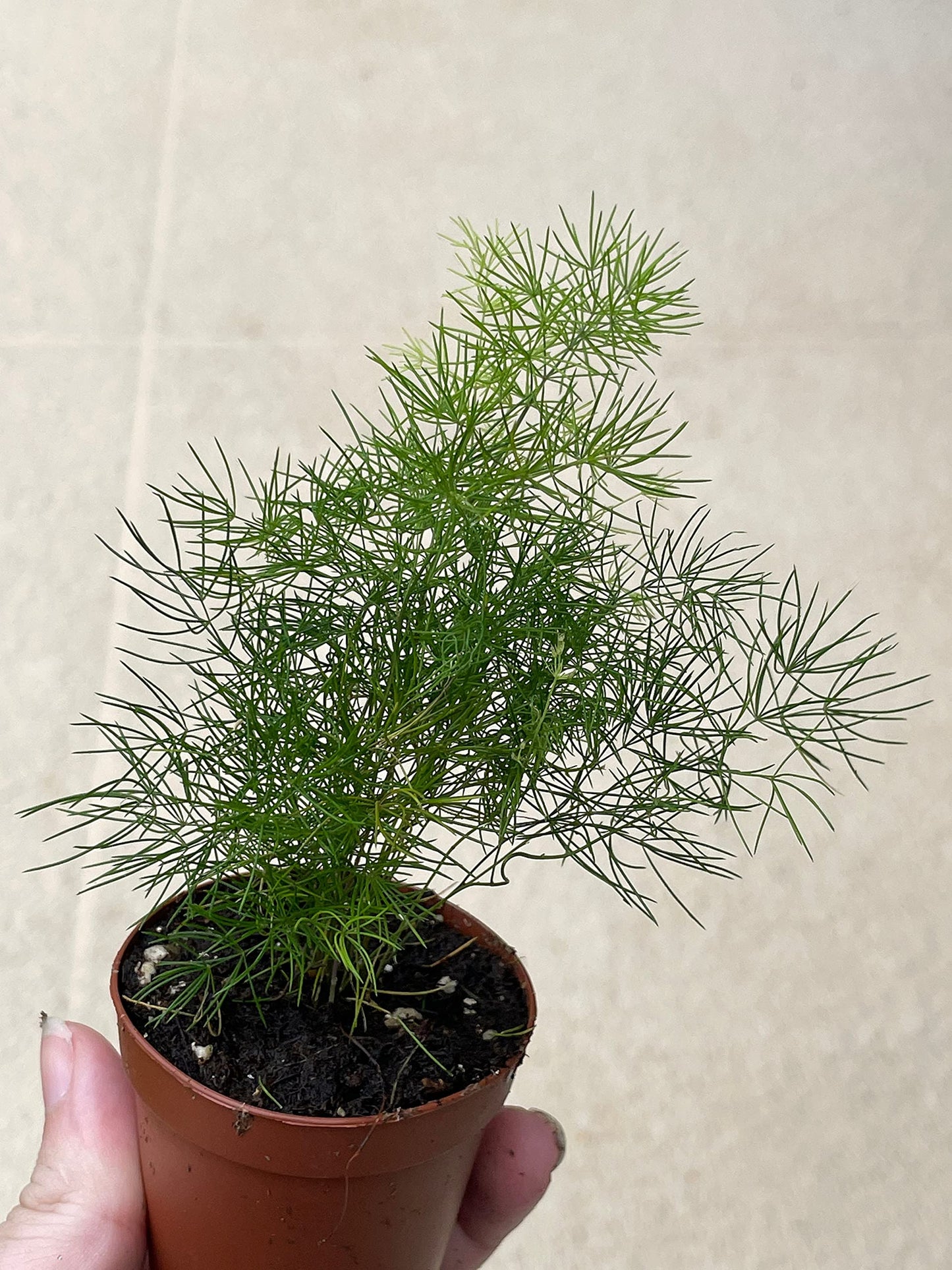 Sprenger's Asparagus Fern, Asparagus densiflorus setaceus, Limited, in a 2 inch Pot Super Cute