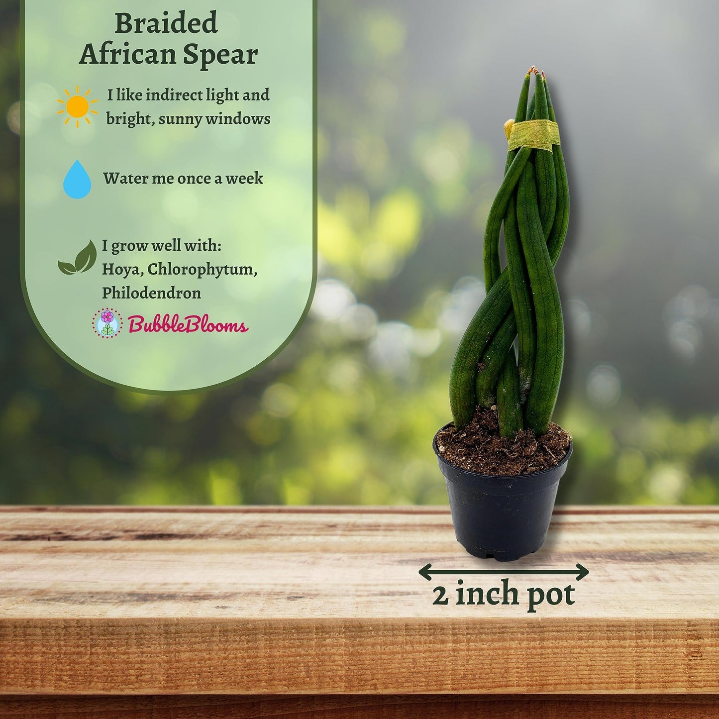 BubbleBlooms Braided African Spear in a 2 inch Pot Snake Plant Braid Spear Sansevieria cylindrica