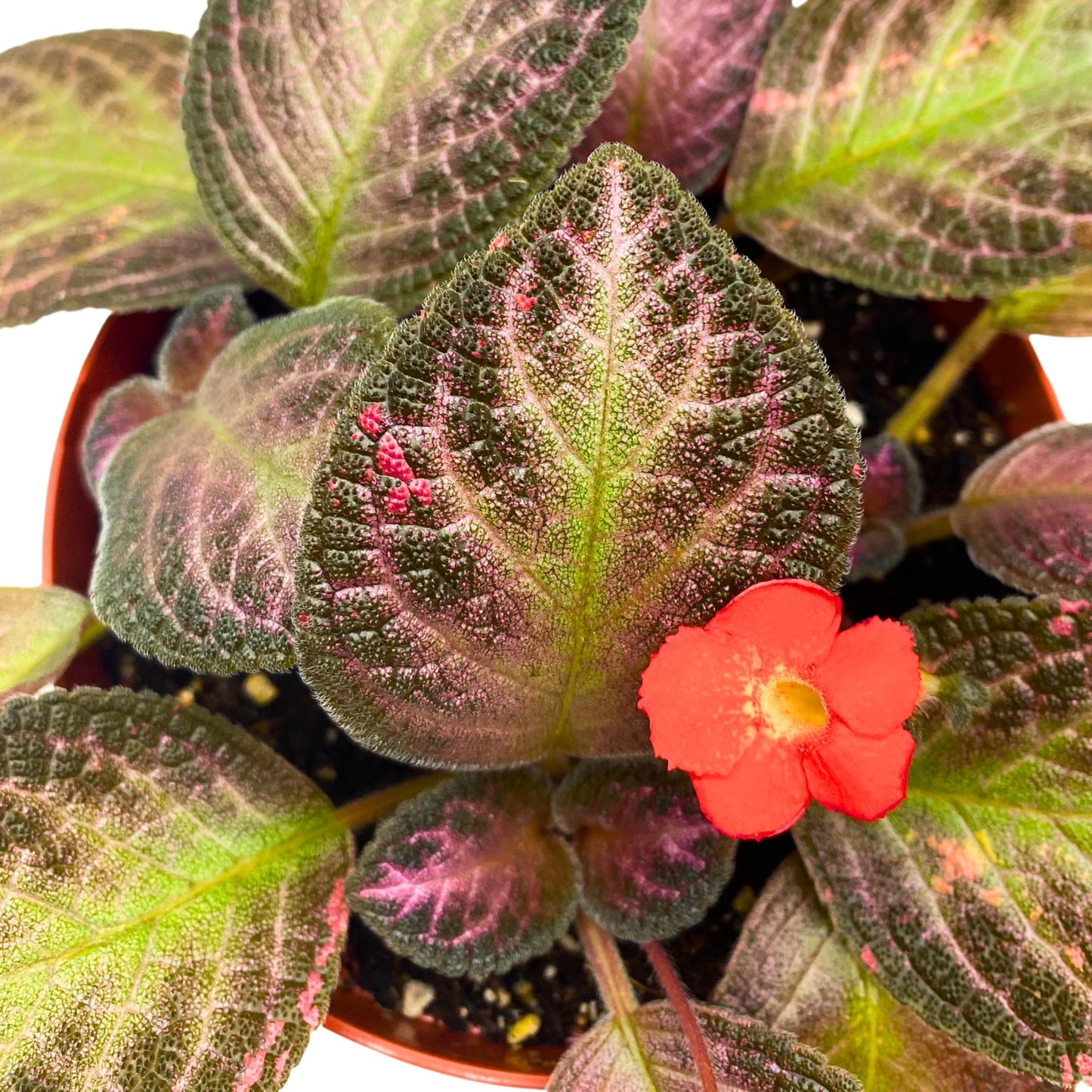 Harmony Foliage Episcia Temptation Purple Flame Violet 6 inch