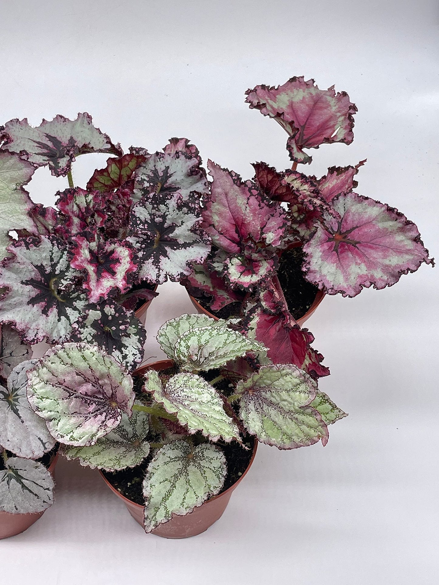 BubbleBlooms Harmony's Begonia Rex Assortment, Cold Pastel Winter, 4 inch, Set of 5, Painted-Leaf Begonia, Unique Homegrown Exclusive, Variegated