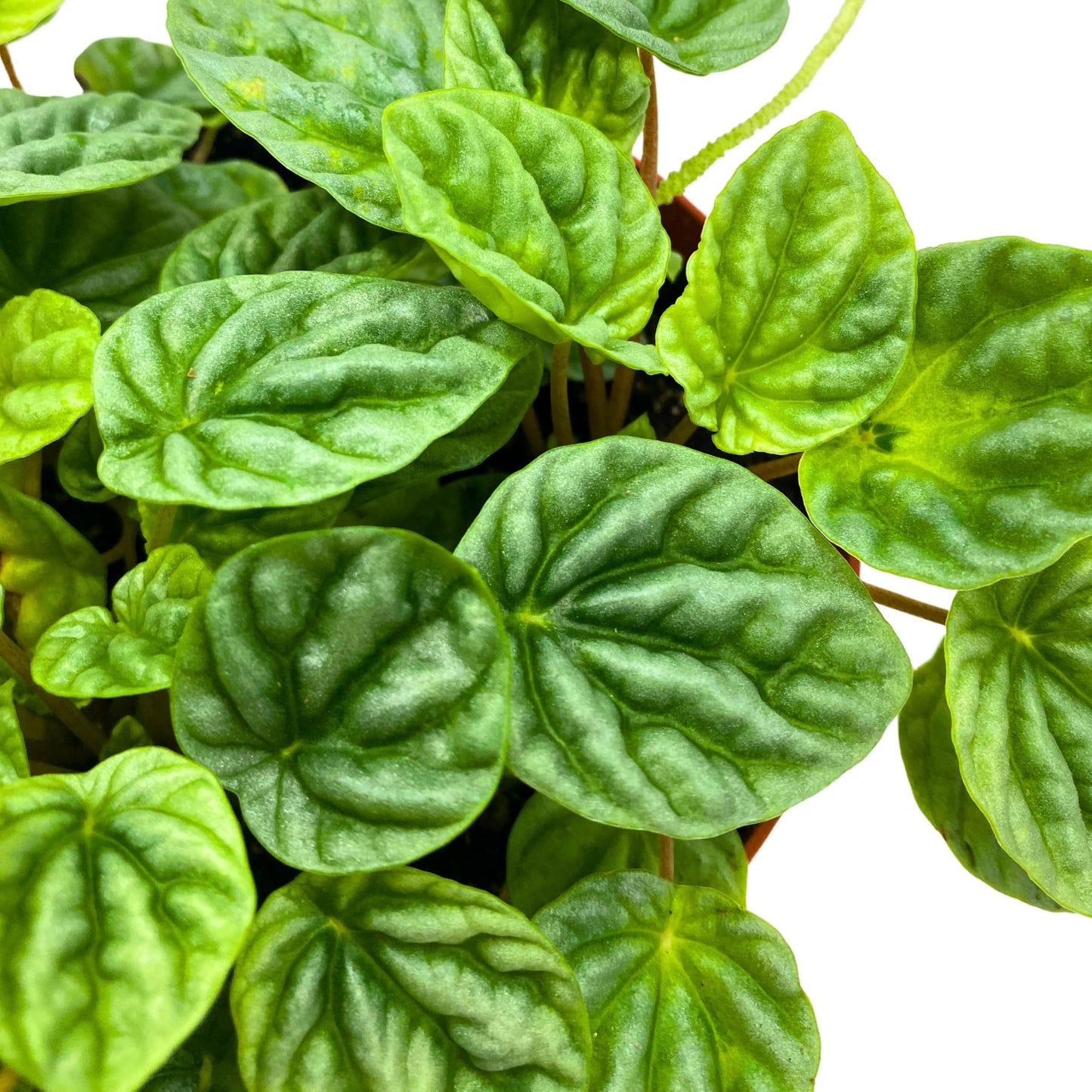 Harmony Foliage Peperomia Silver Dragon Light Green Emerald Ripple 6 inch