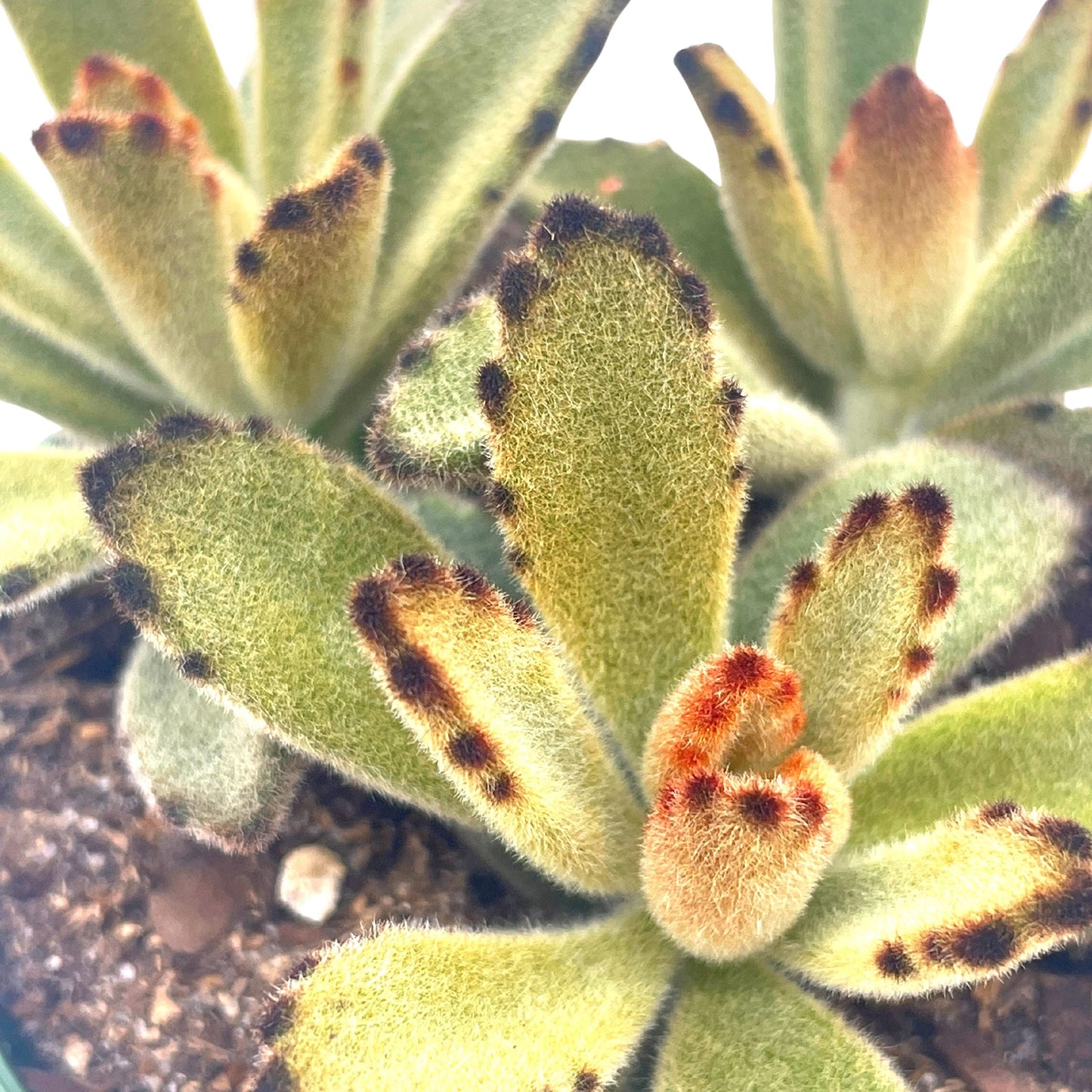 Chocolate Solider, 4 inch, Kalanchoe Tomentosa Velvet Panda Plush Plant