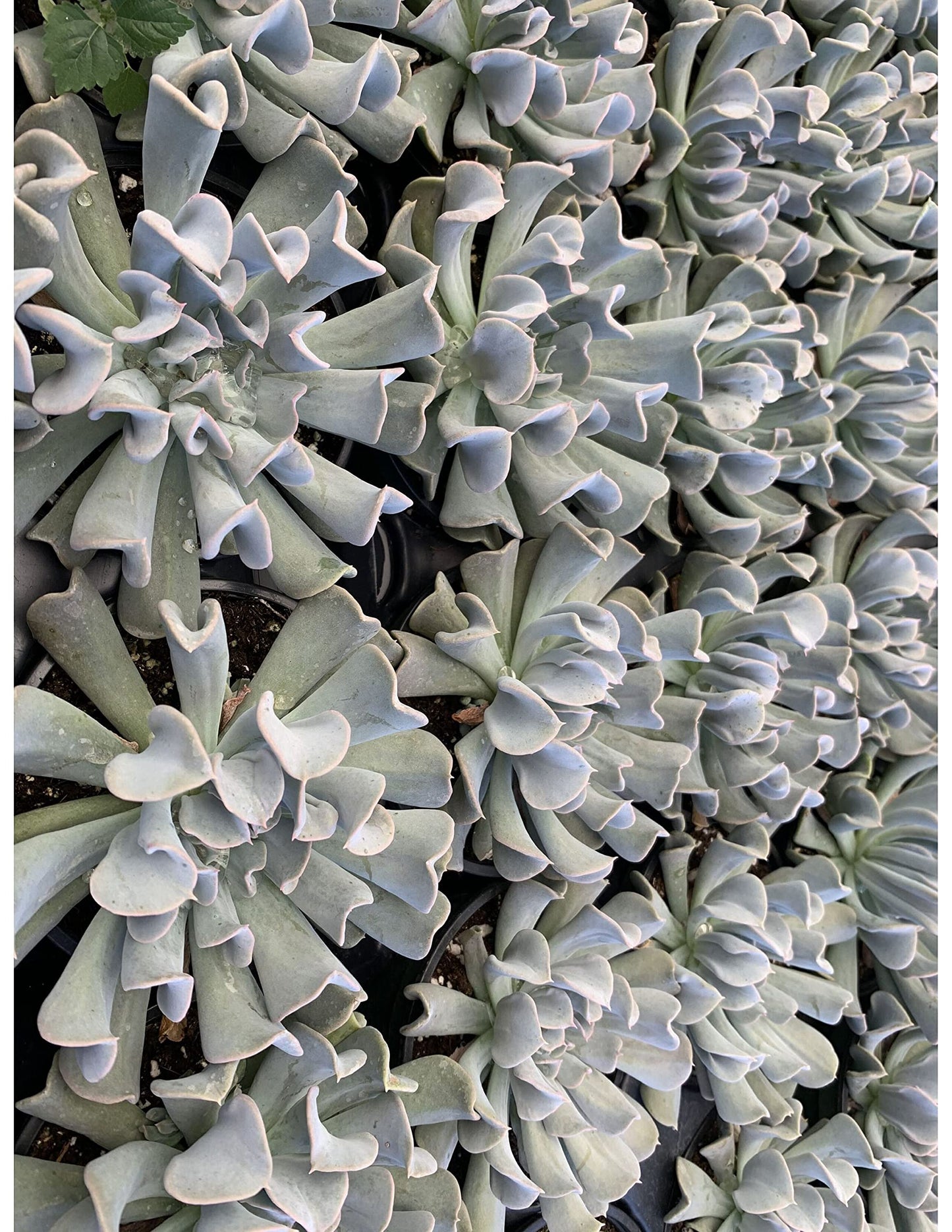 Topsy Turvy Succulent, Echeveria runyonii Mexican 'Hens and Chicks', Silver Spoons Echeveria, Upside-Down Echeveria Live Rare