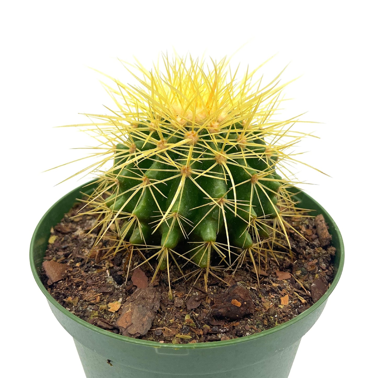 BubbleBlooms Golden Barrel Cactus in a 6 inch Pot Echinocactus Grusonii, Gold Ball Cacti